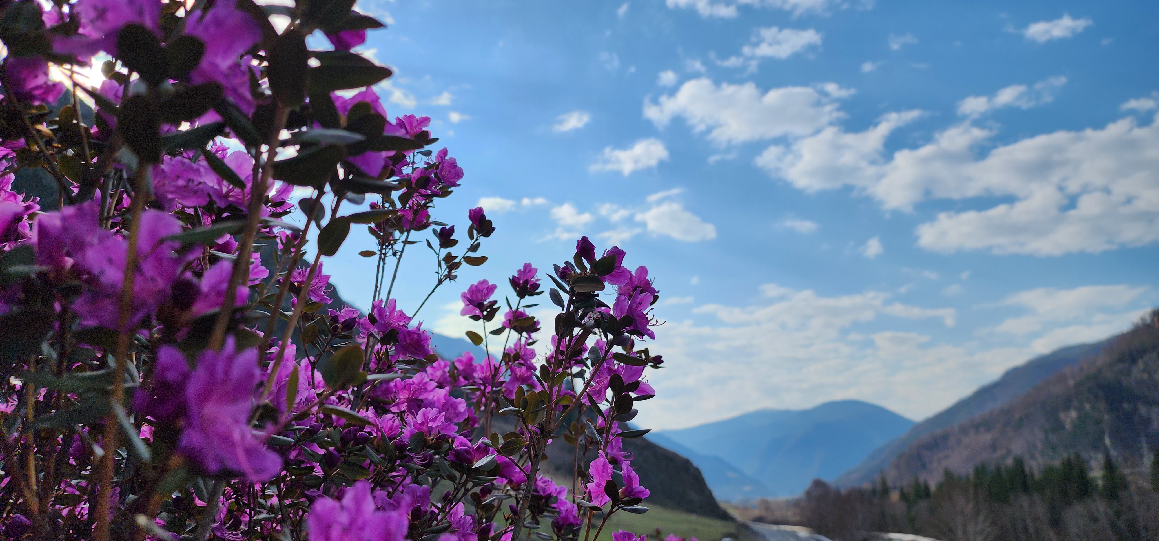Пороги Катуни и Алтайское святилище