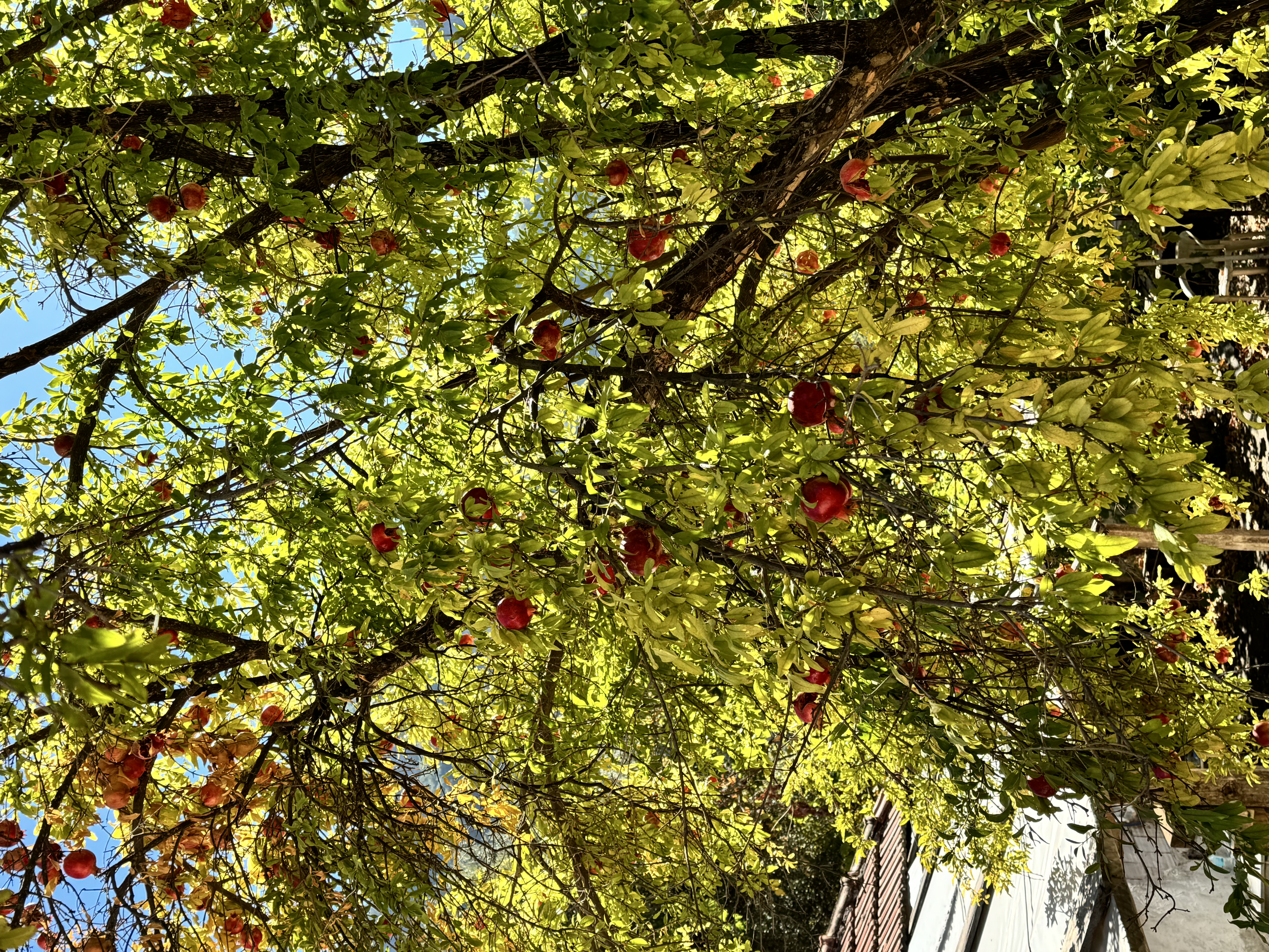 Ликийская тропа:шаг в Новый год с природой, вдохновением и перезагрузкой (комфорт) (3/31)