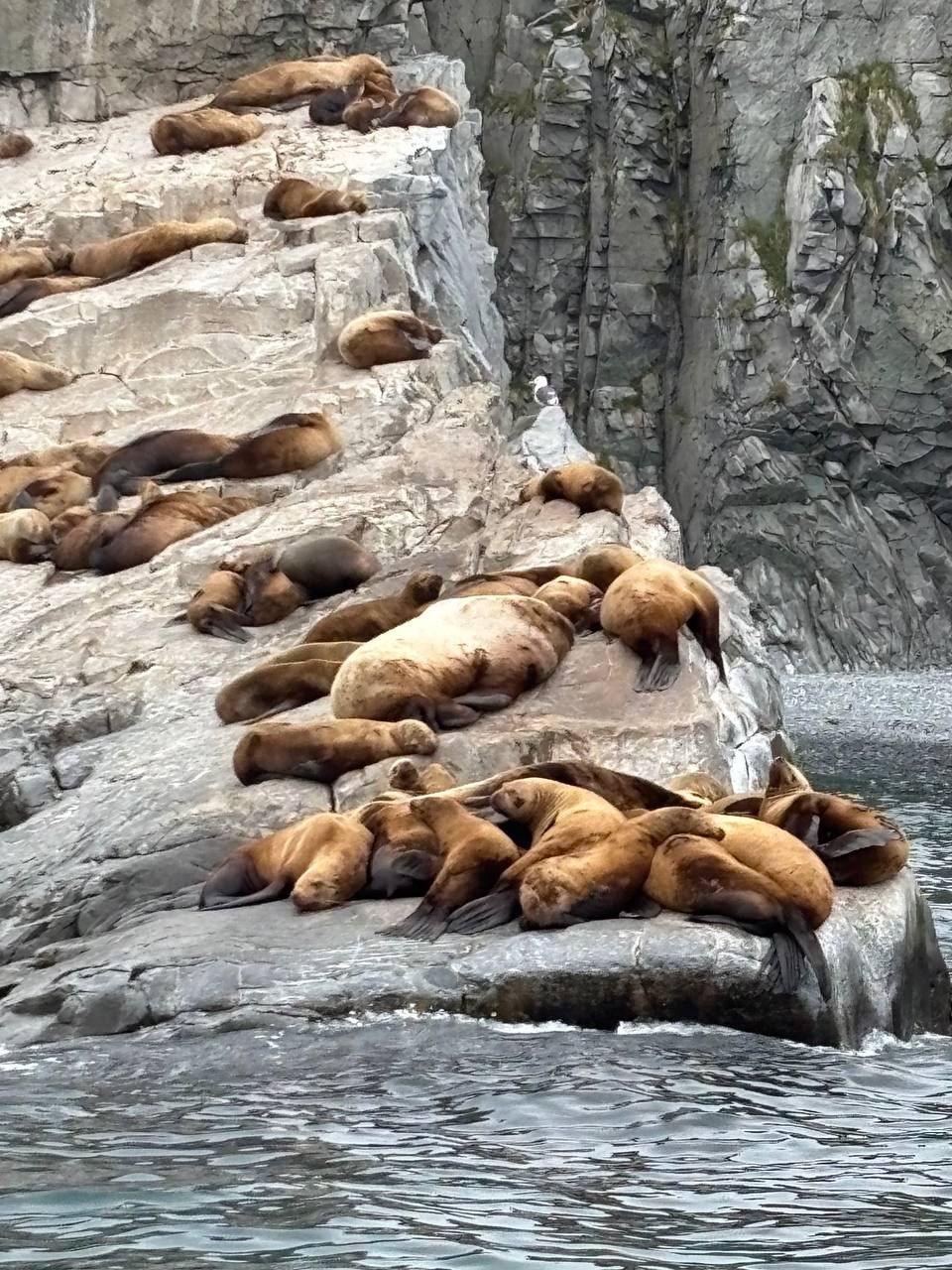 Морская прогулка бухта Русская