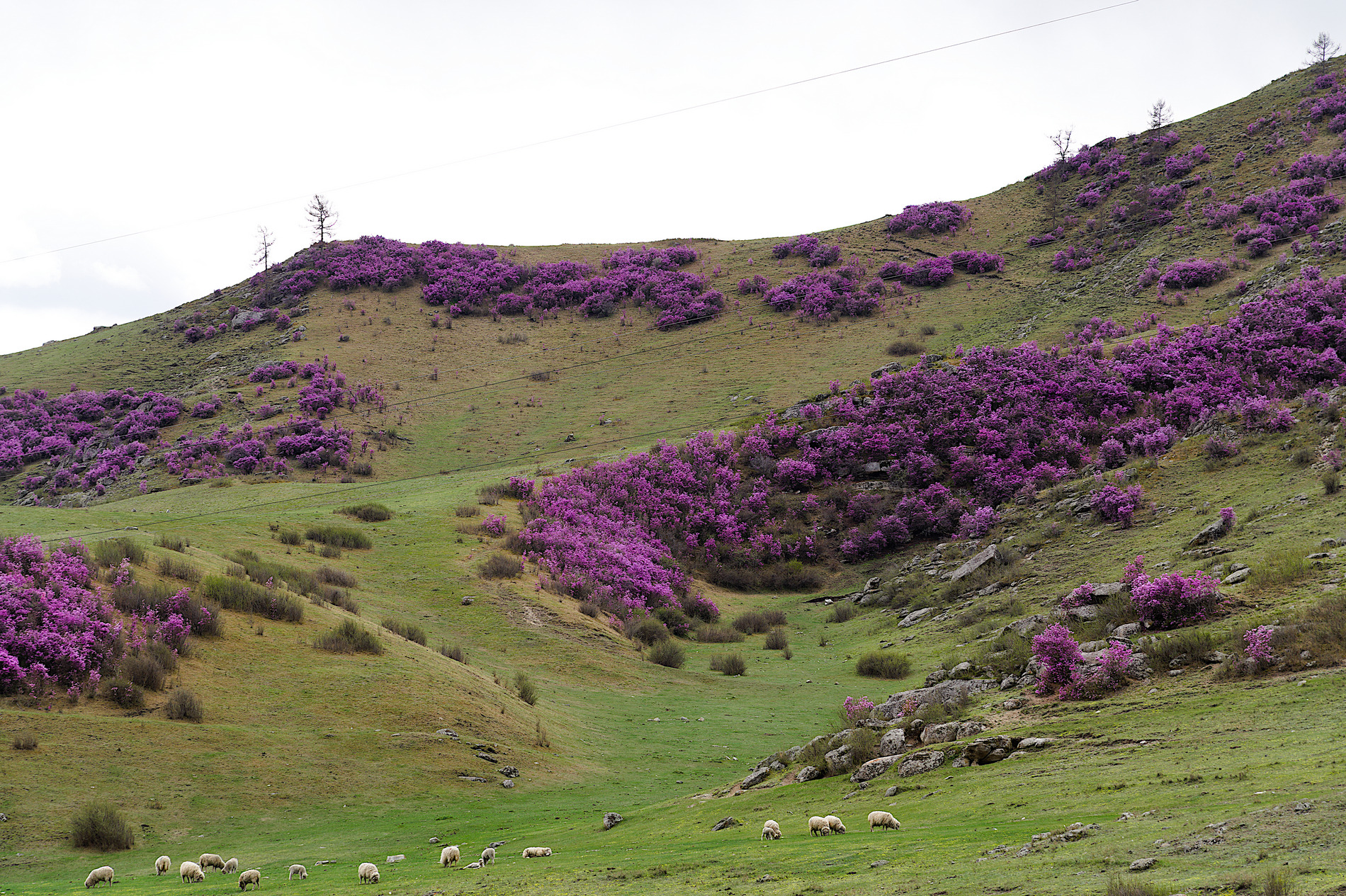 Тур по цветущему Алтаю с трекингами налегке (20/39)