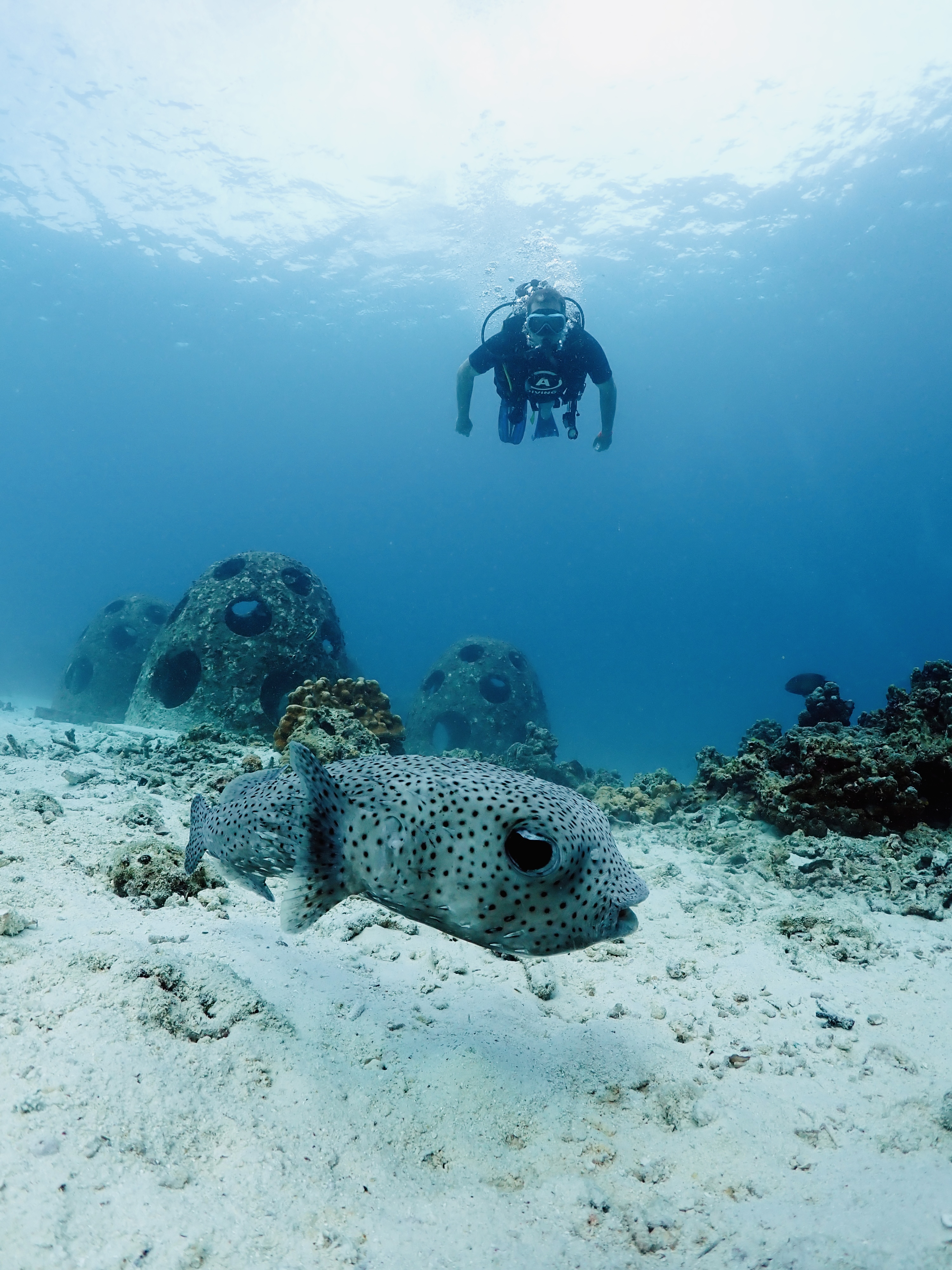 Дайвинг с индивидуальным инструктором. Для Новичков и профессионалов (24/50)