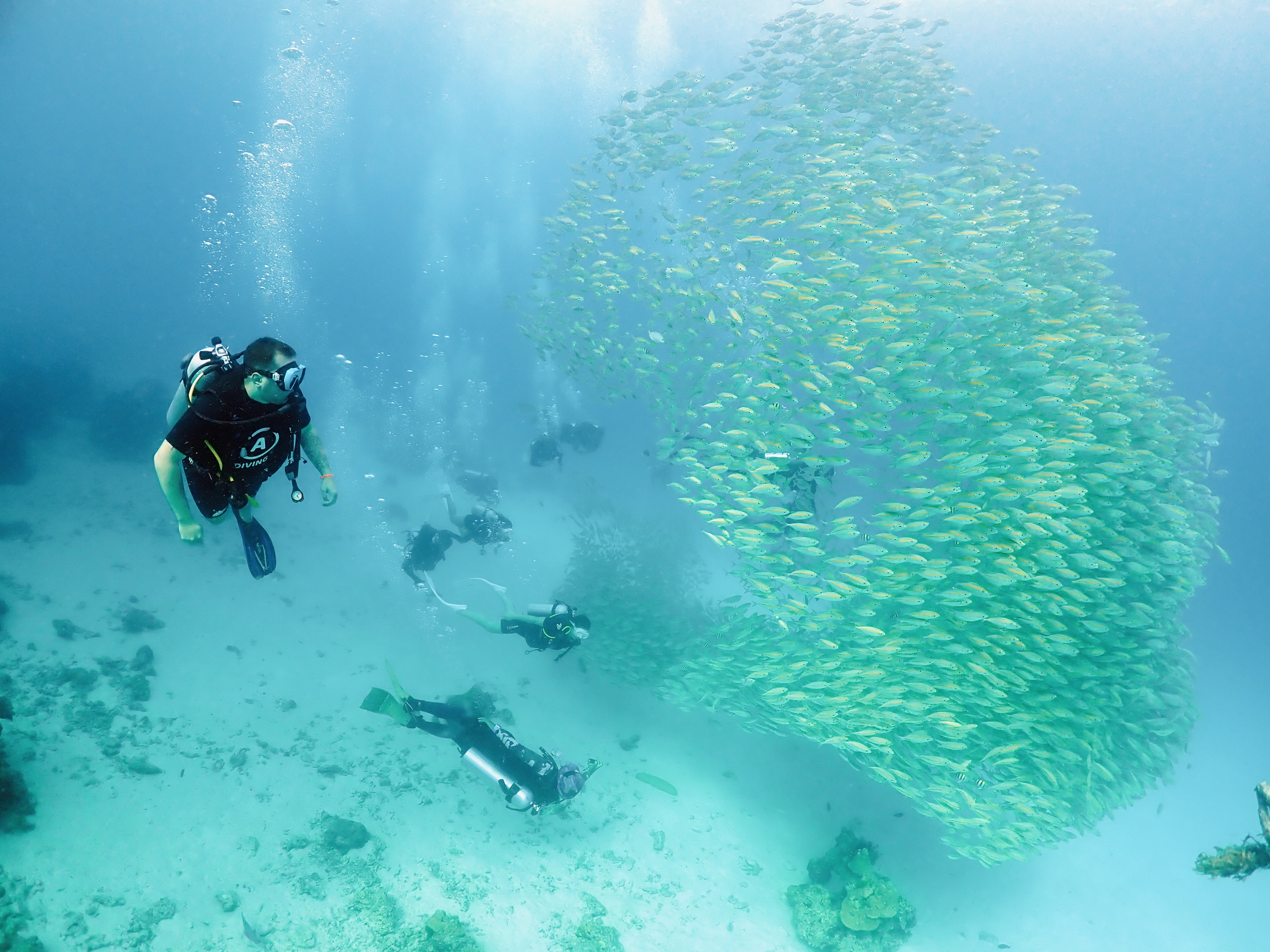 Дайвинг с индивидуальным инструктором. Для Новичков и профессионалов (23/50)