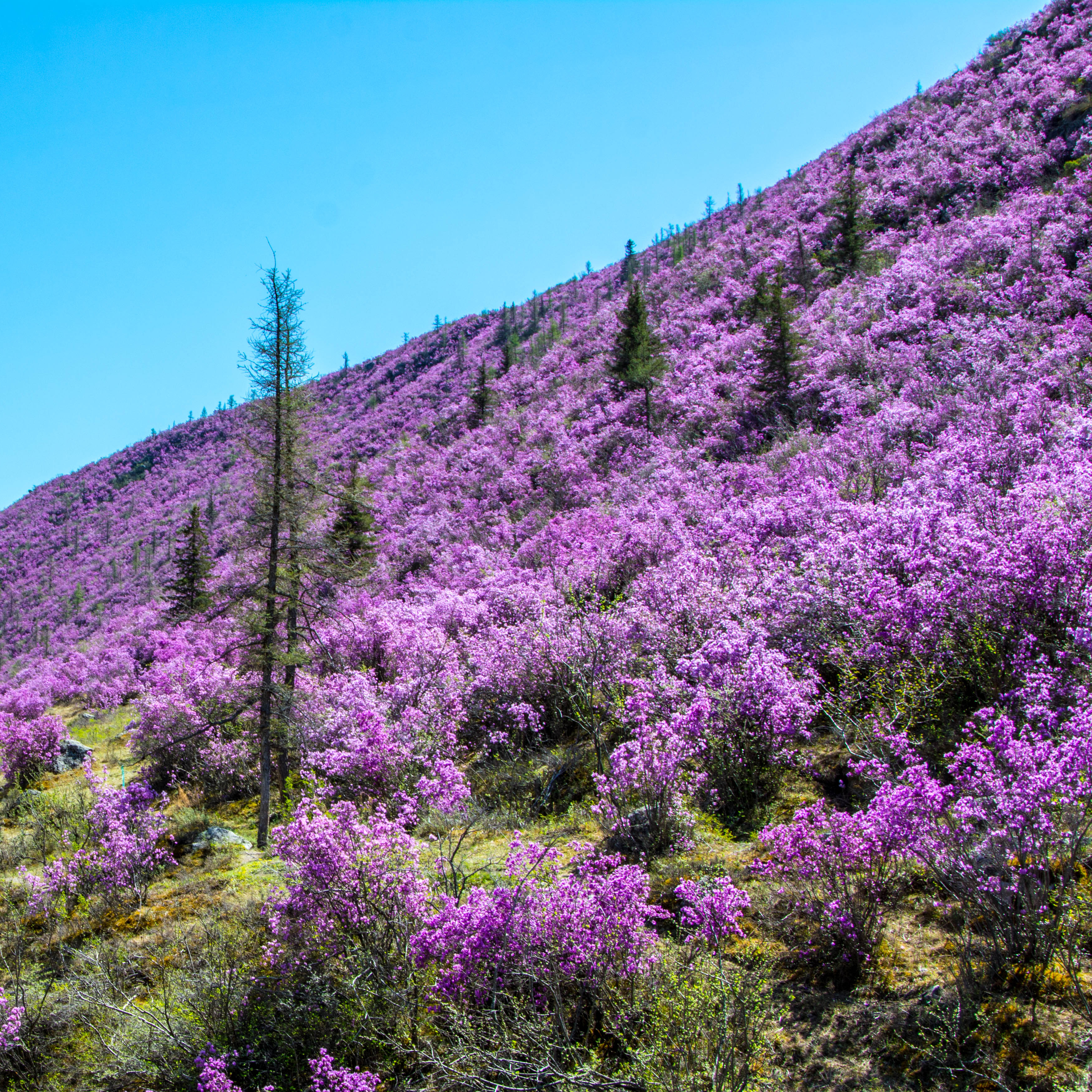 Цветение маральника. Индивидуальный тур. (35/58)
