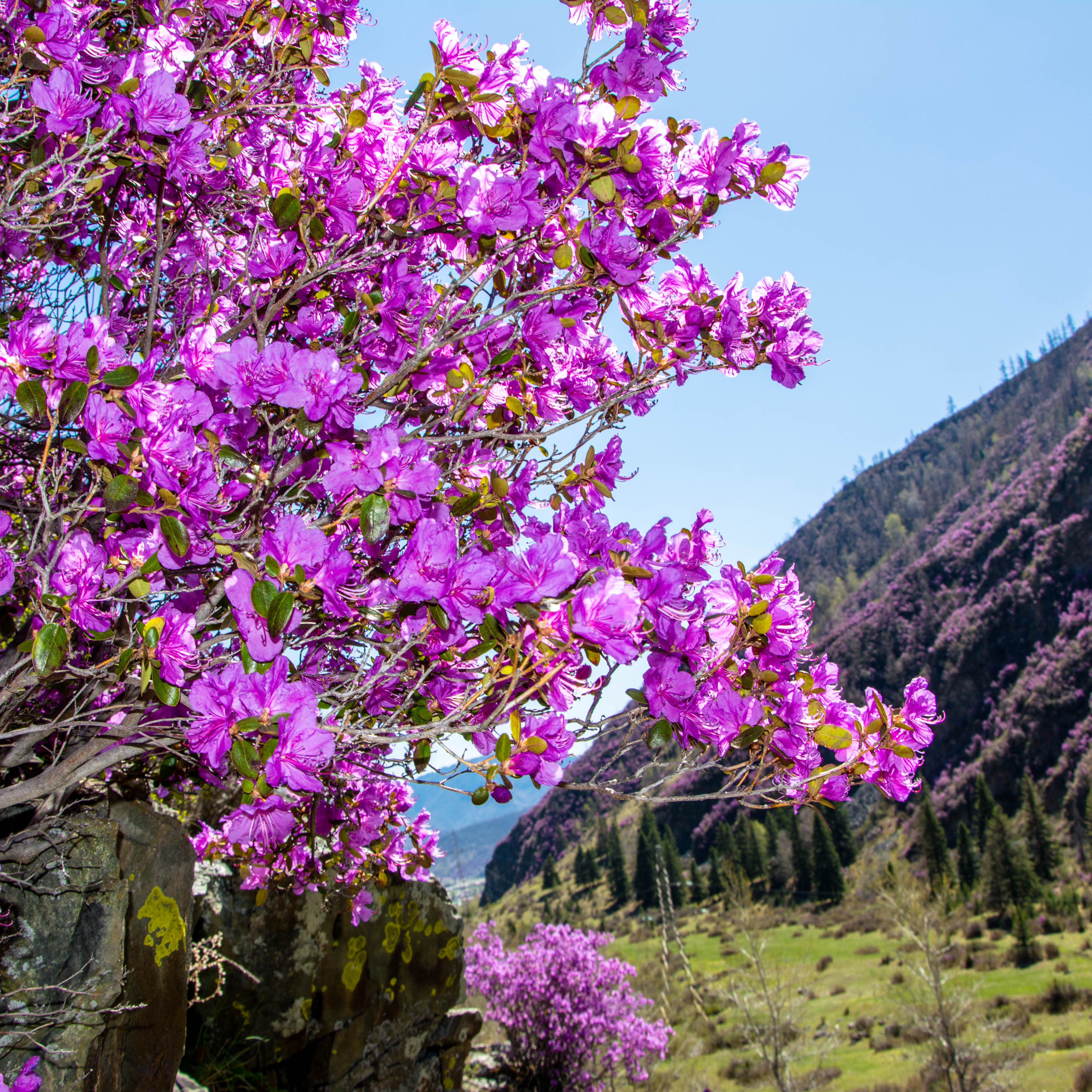 Цветение маральника. Индивидуальный тур. (36/58)