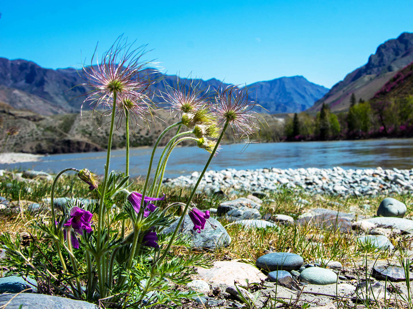 Цветение маральника. Индивидуальный тур. (40/58)