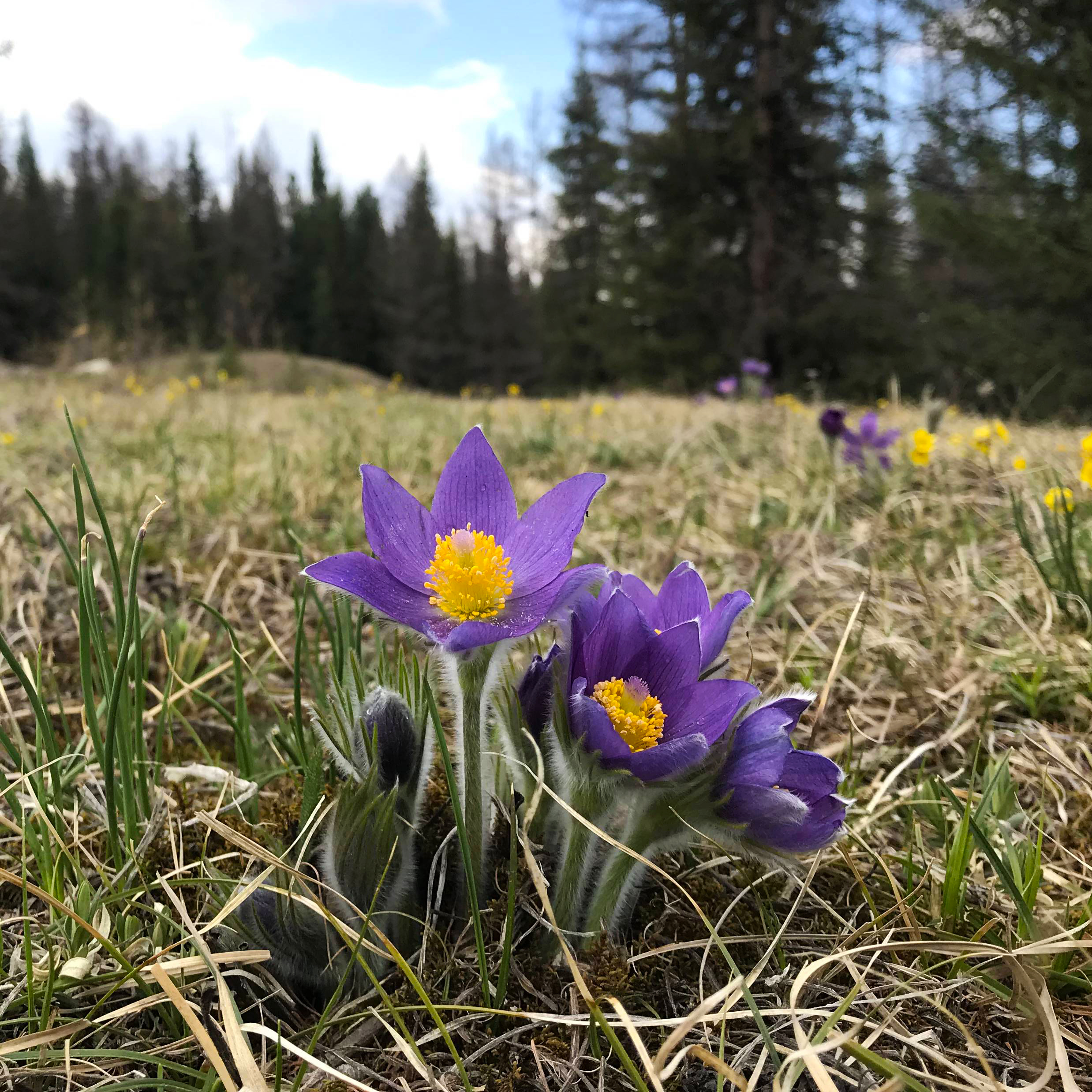 Цветение маральника. Индивидуальный тур. (37/58)