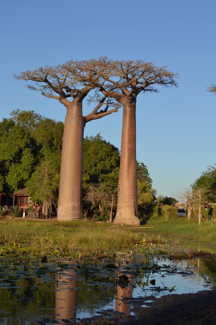 В Краю Баобабов (20/34)