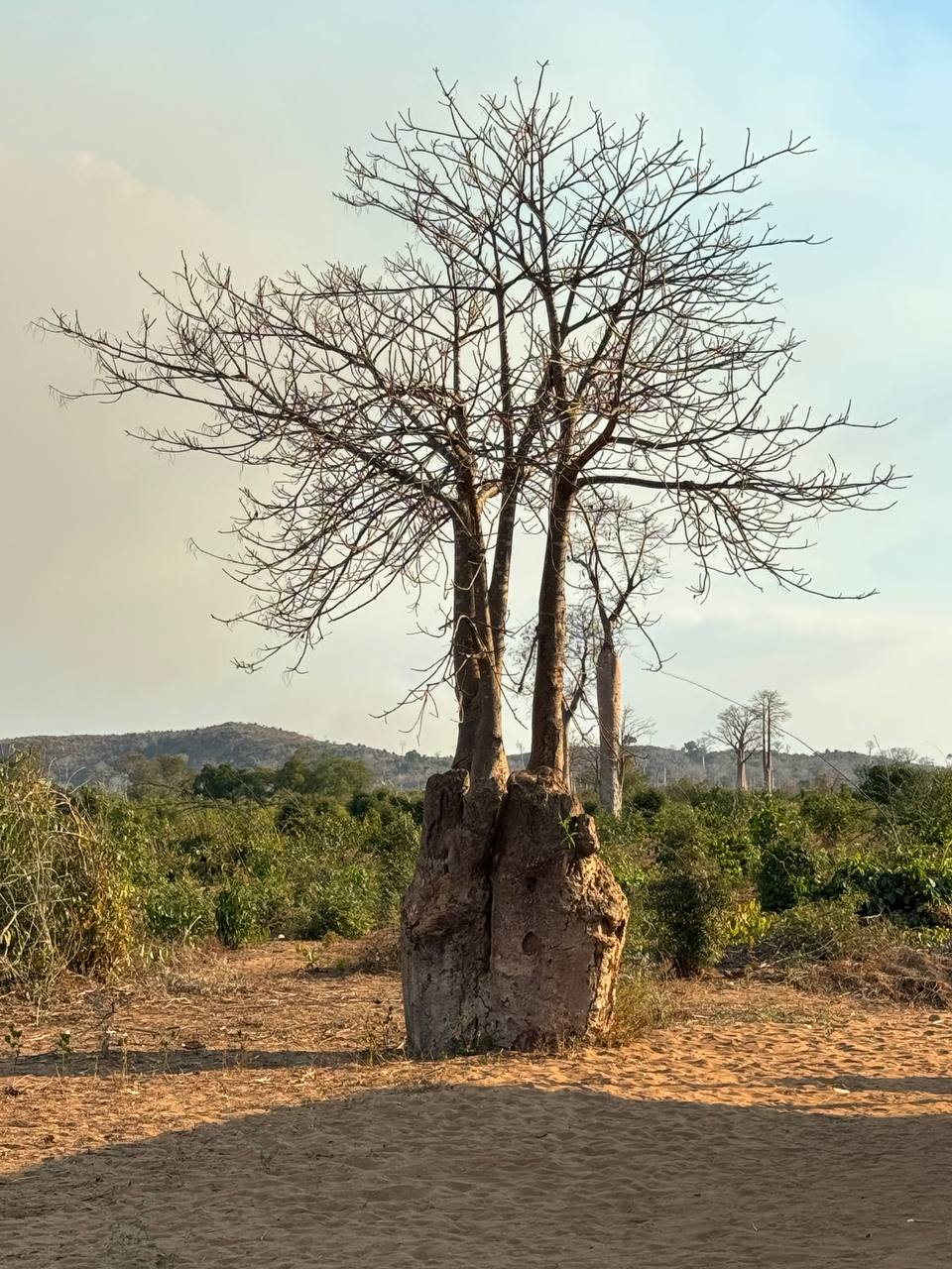 Дикий трип - Сплав По Реке & Цинги & Баобабы Мадагаскара (23/62)