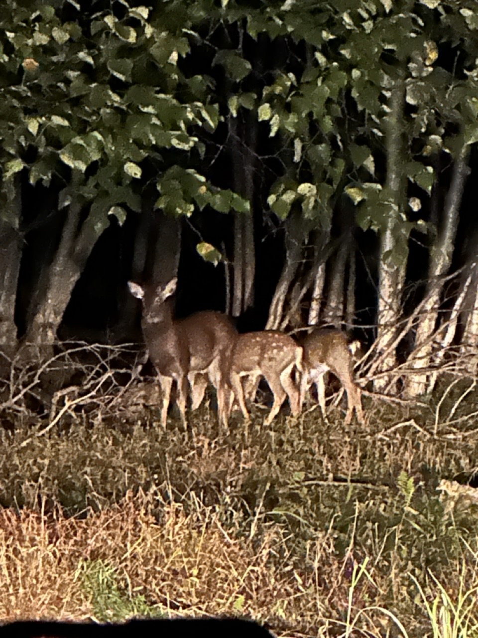 Бархатное Приморье. Полкрая за 10 дней с комфортом. (26/57)