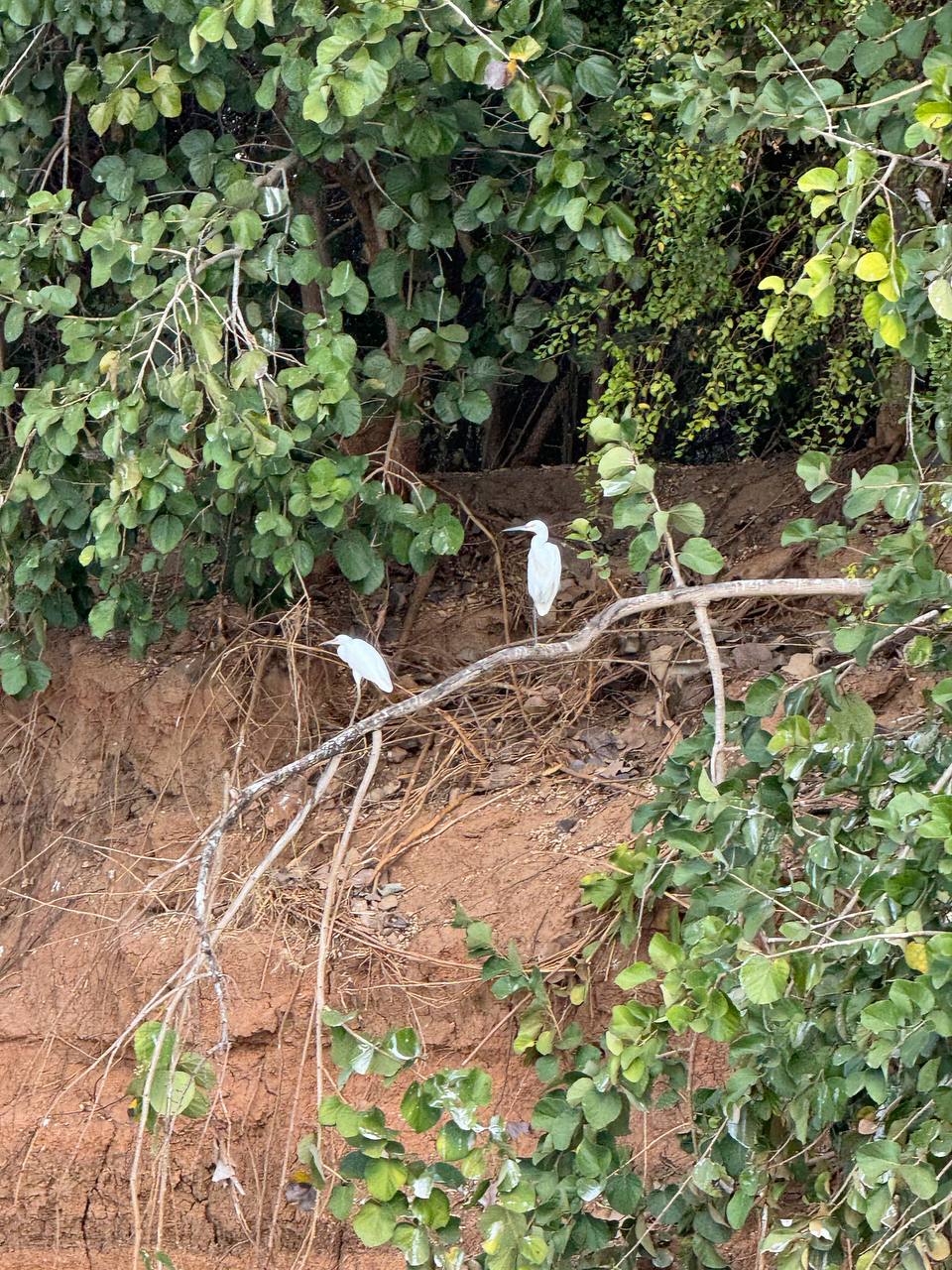 Дикий трип - Сплав По Реке & Цинги & Баобабы Мадагаскара (20/62)