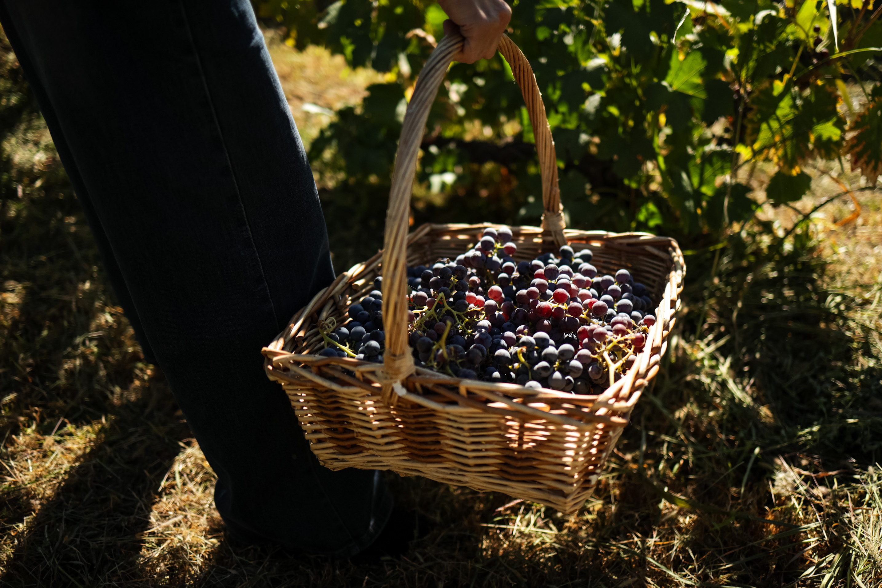 Винный тур в Хор Вирап (3/8)