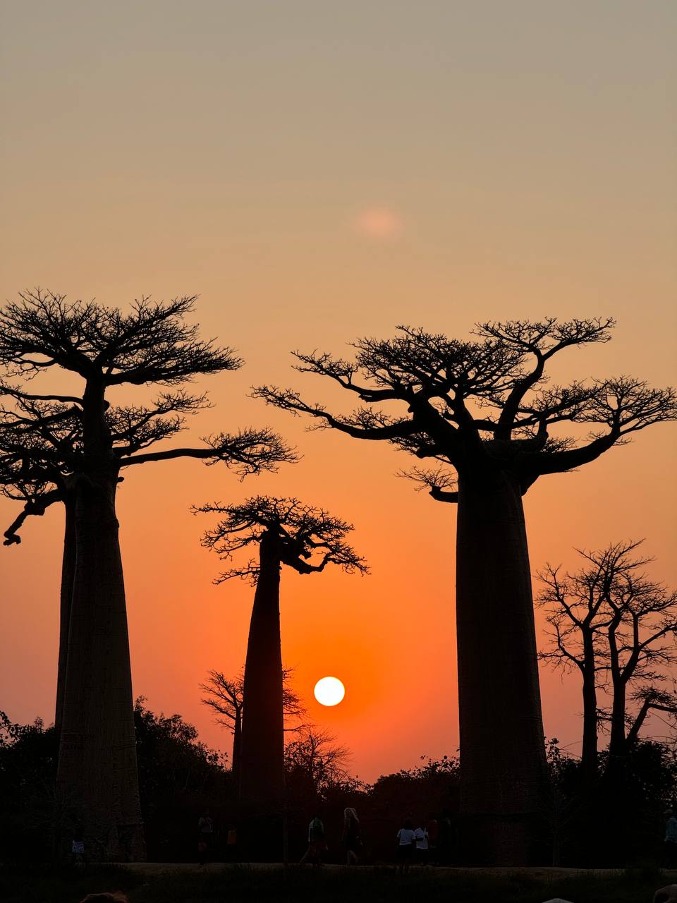 Цинги-де-Бемараха и национальный парк Андасибе