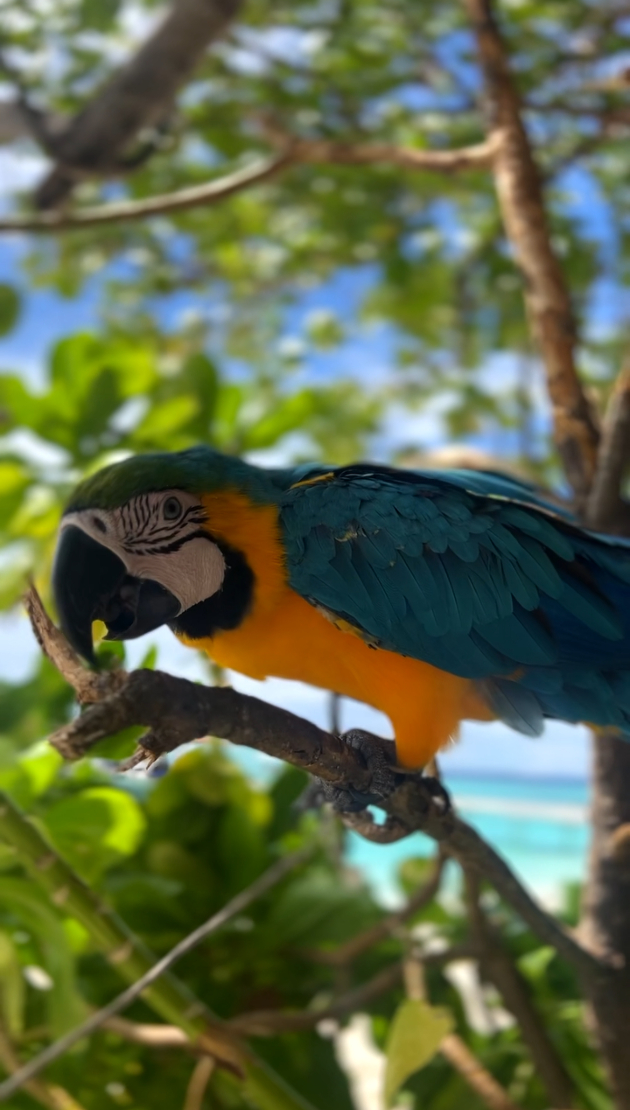 Мальдивы. Wellness Week. Неделя заботы о себе