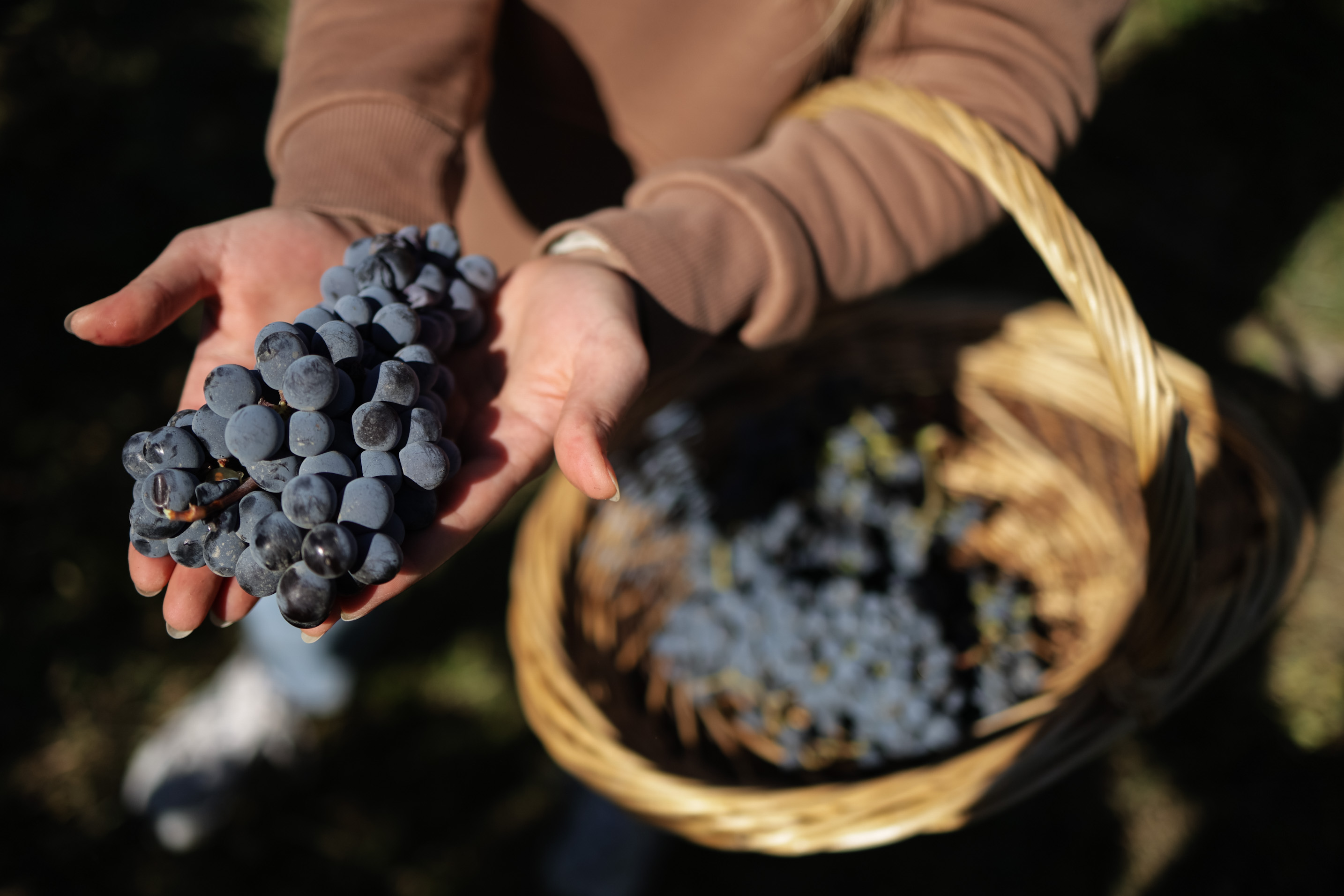 Винный тур в Хор Вирап (2/8)