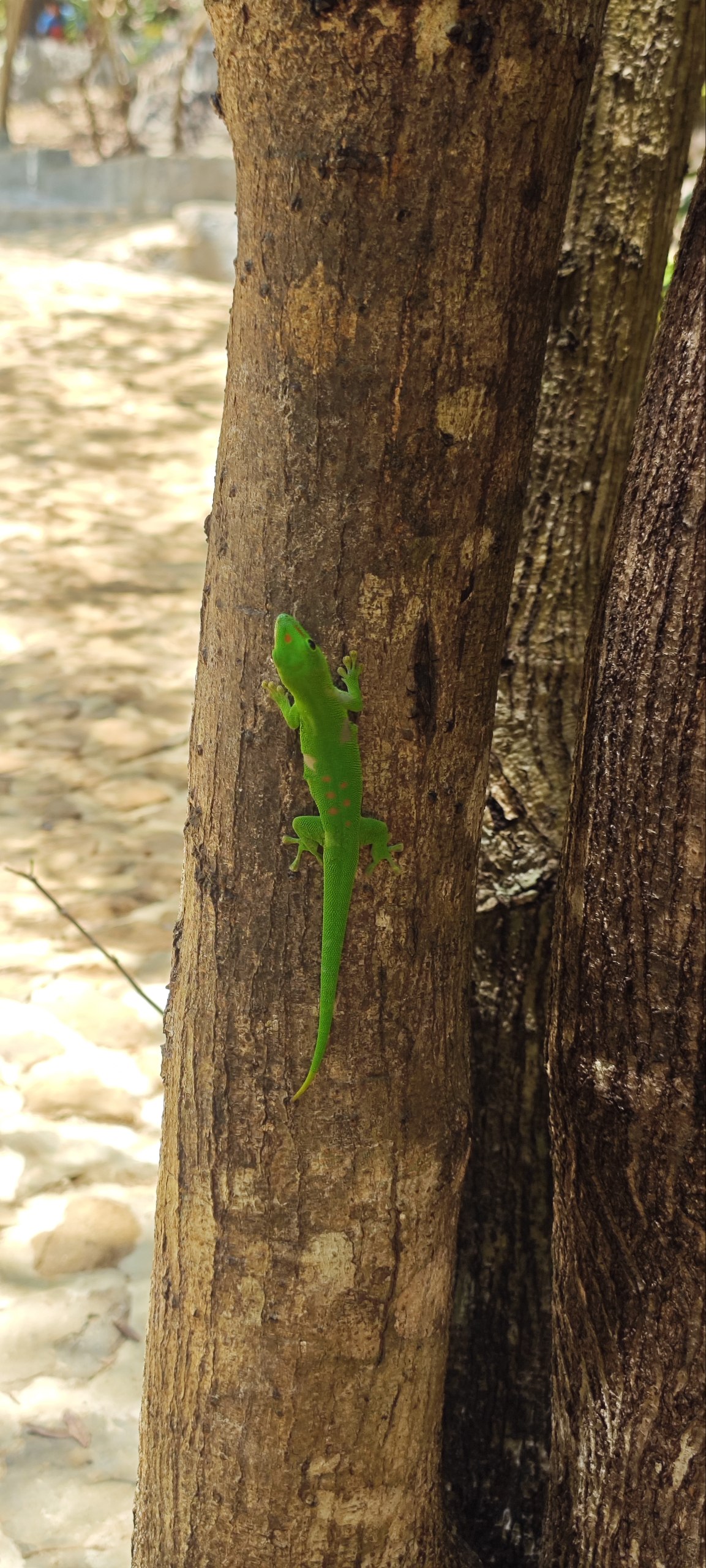 Райский Остров Нуси-Бе Мадагаскара (8/57)