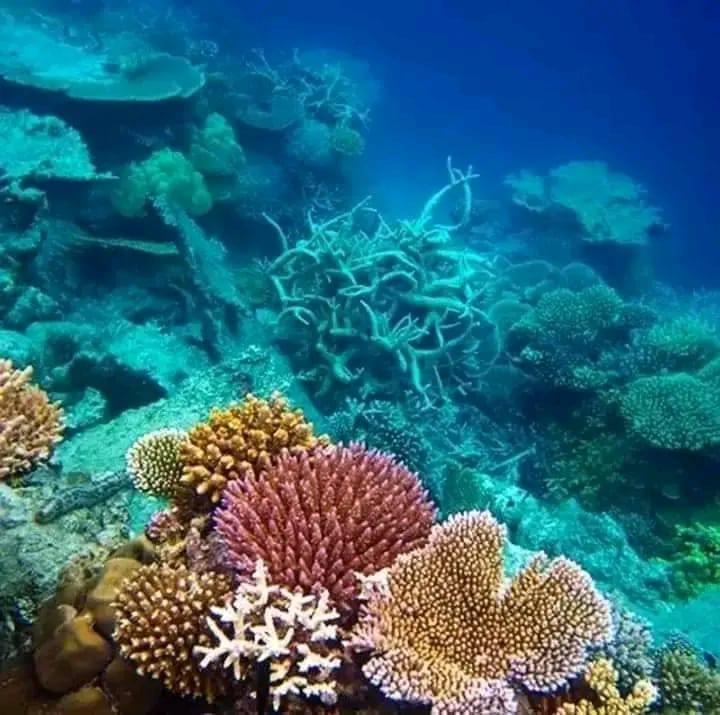 Райский Остров Нуси-Бе Мадагаскара (23/57)