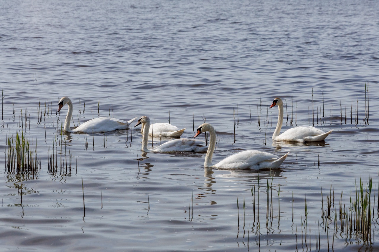 Я Еду! на 5 дней - цикличный велотур с заездом в любой день (41/59)