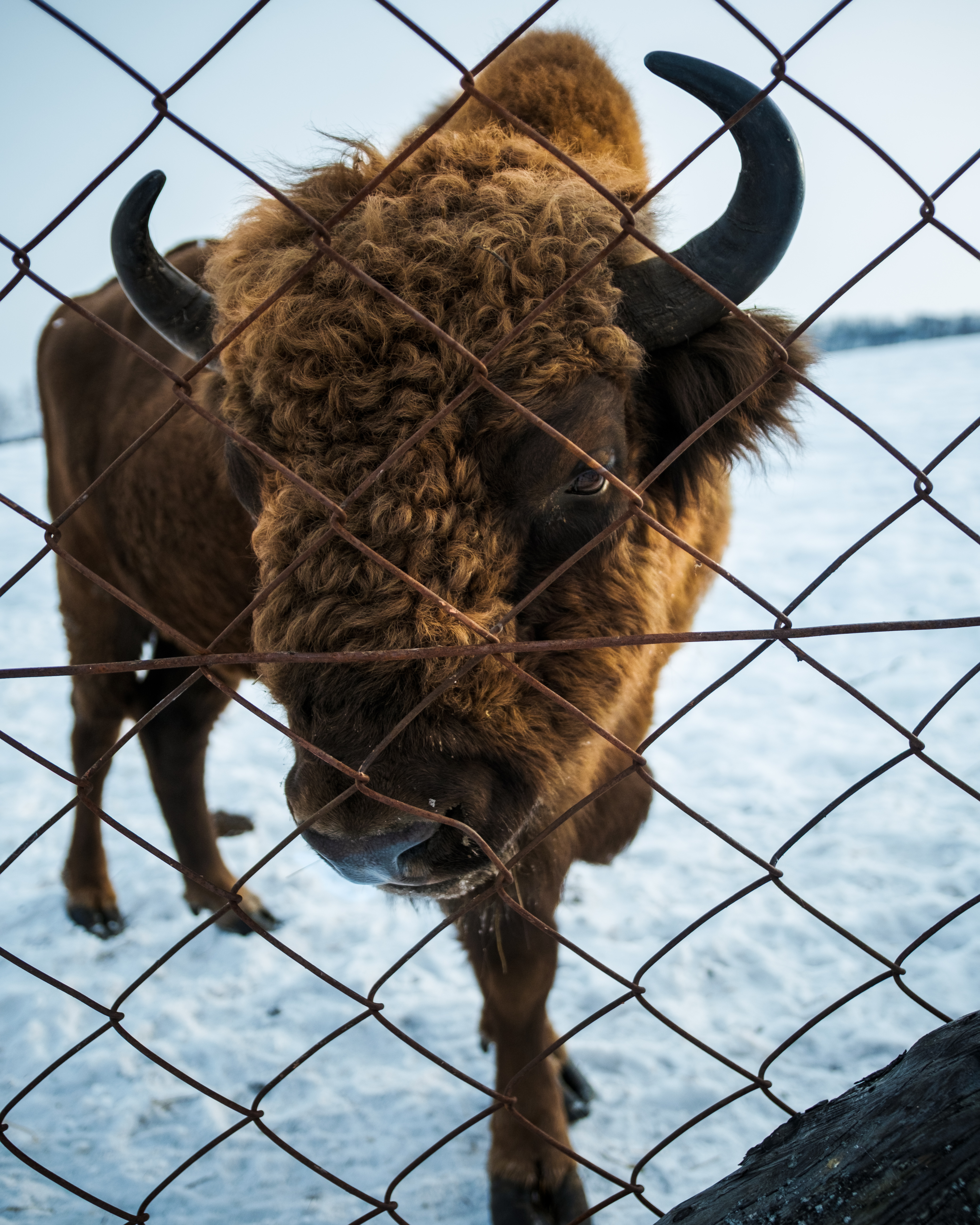 Зима На Алтае (38/58)