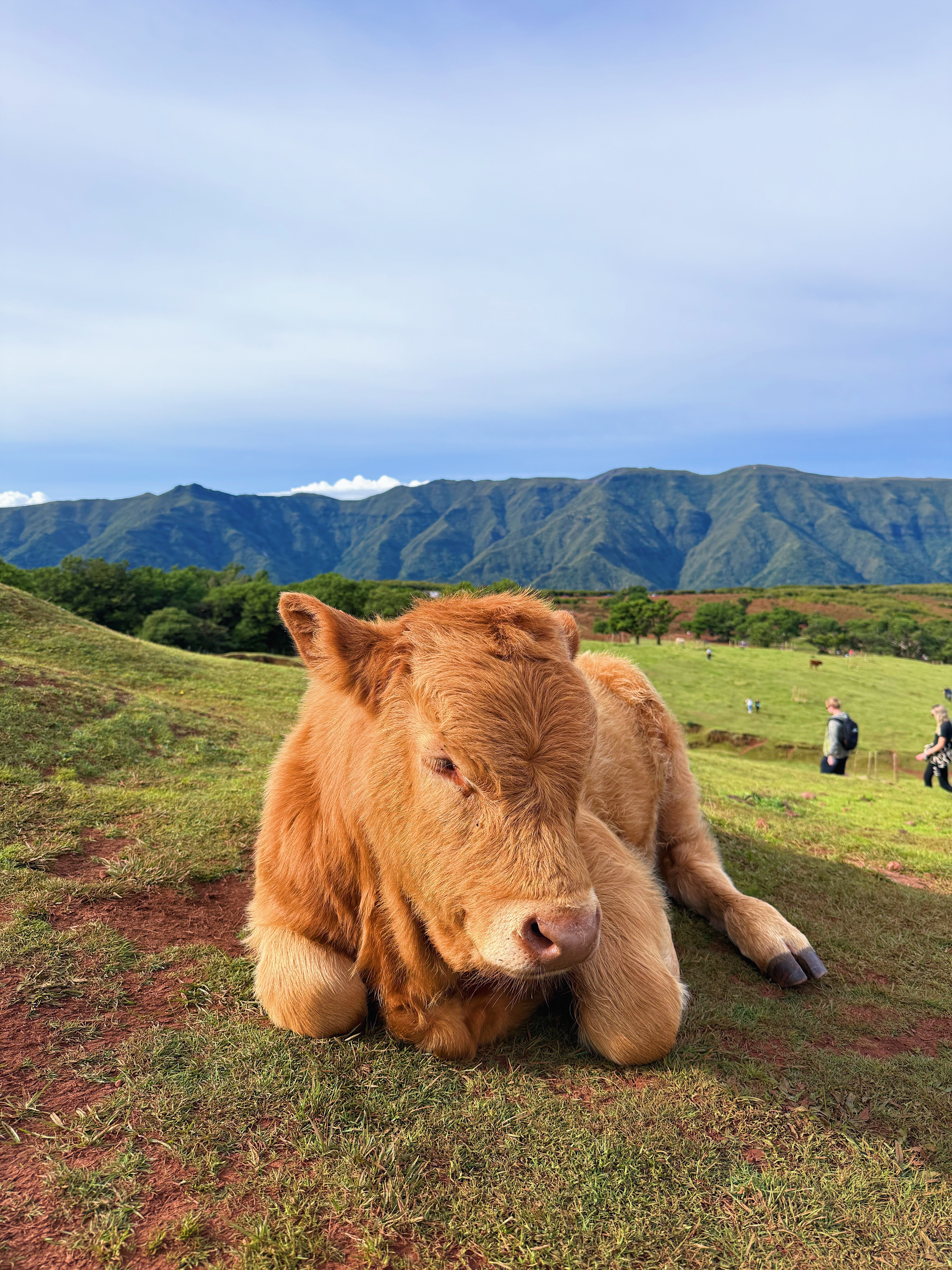 Мадейра: girls only путешествие вокруг острова (10/42)