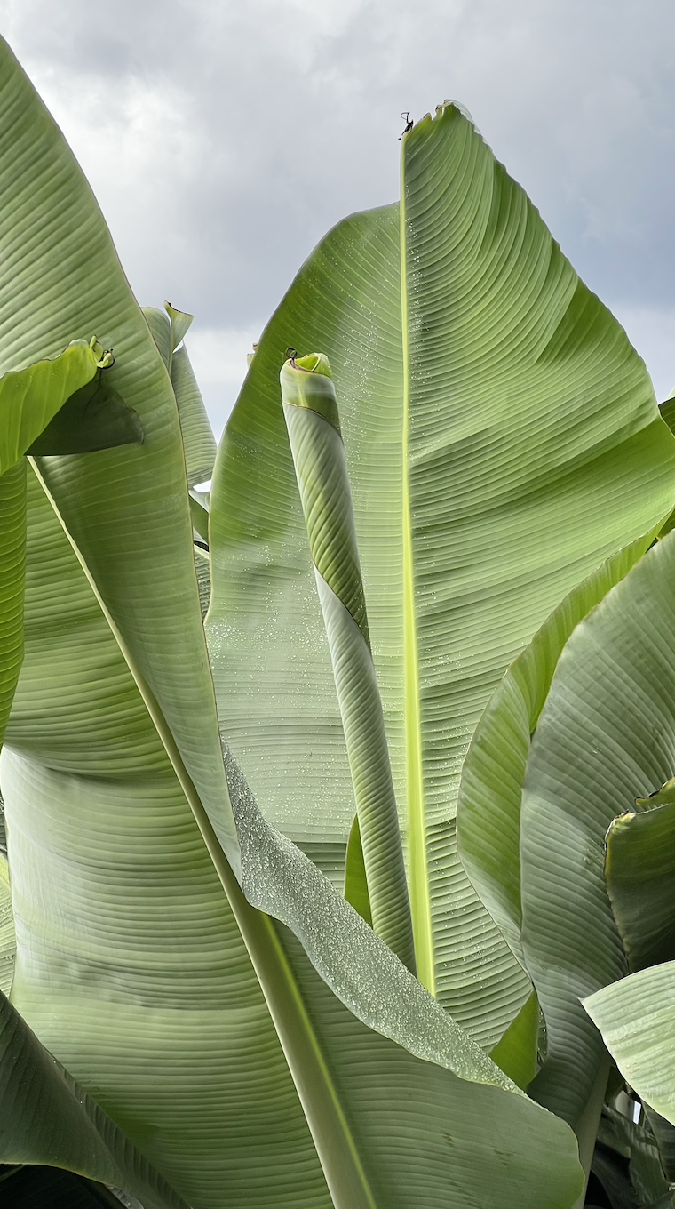 Мадейра: girls only путешествие вокруг острова (20/42)