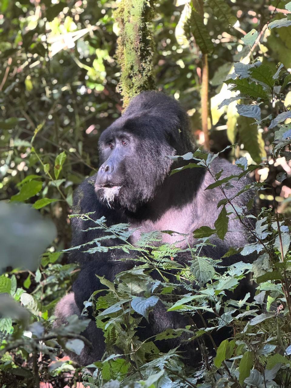 Трекинг к гориллам вместе с рускоговорящим гидом. Экспертом по Африке.