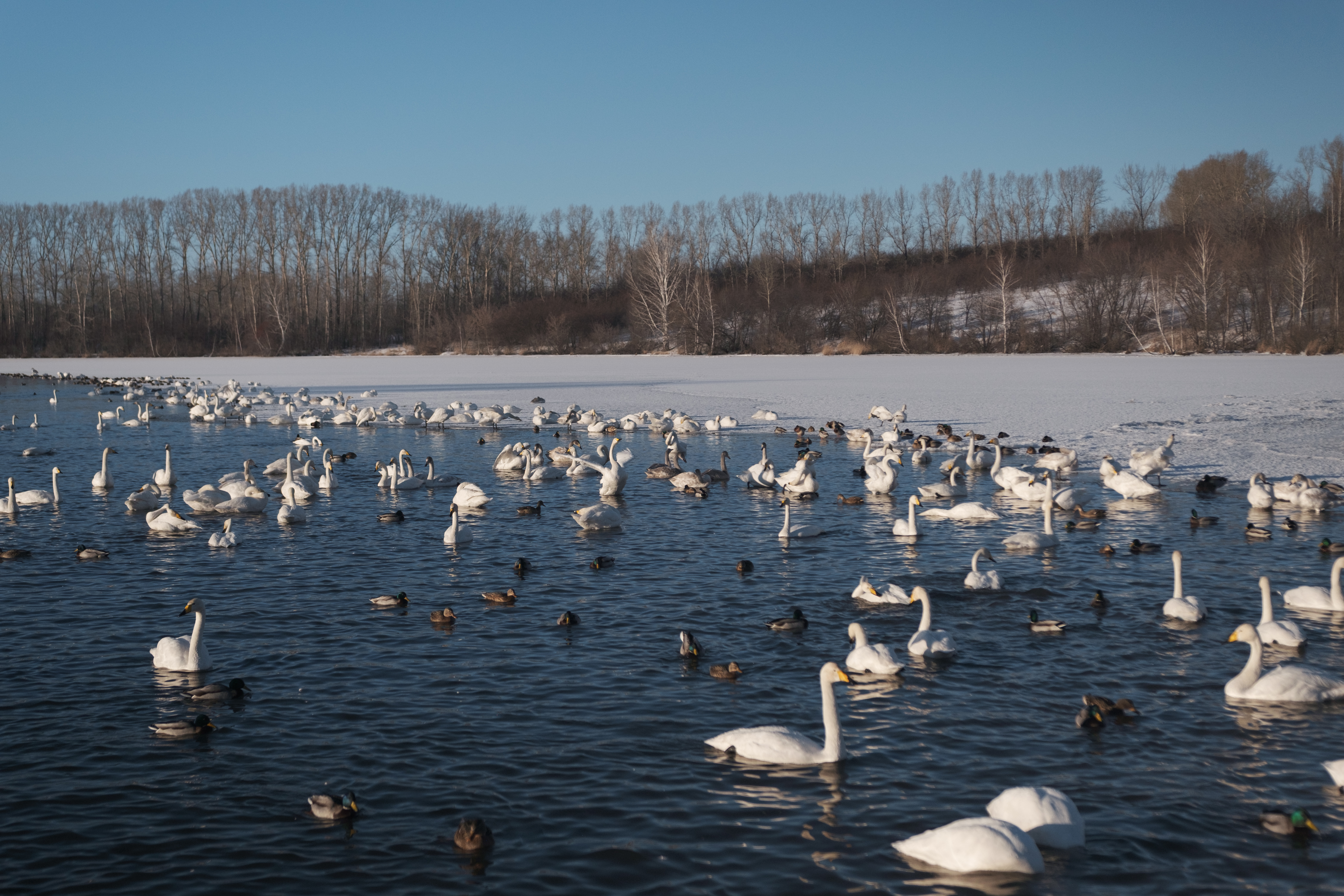 Зима На Алтае (42/58)