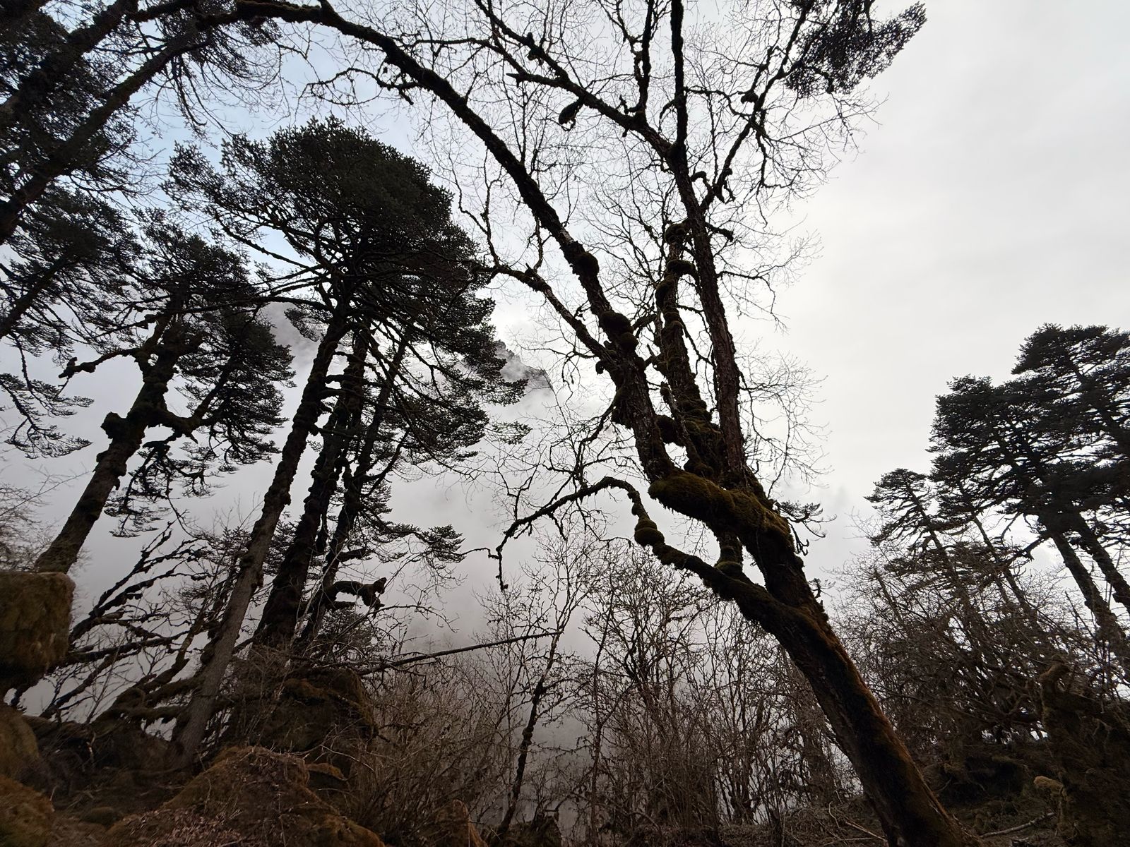 Восхождение на Мера-пик (6470 м) за 17 дней (25/25)