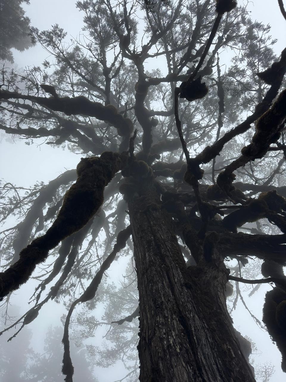 Восхождение на Мера-пик (6470 м) за 17 дней (15/25)