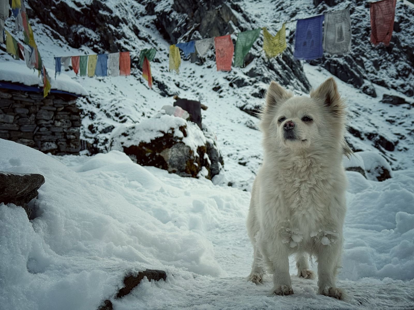 Восхождение на Мера-пик (6470 м) за 17 дней (16/25)