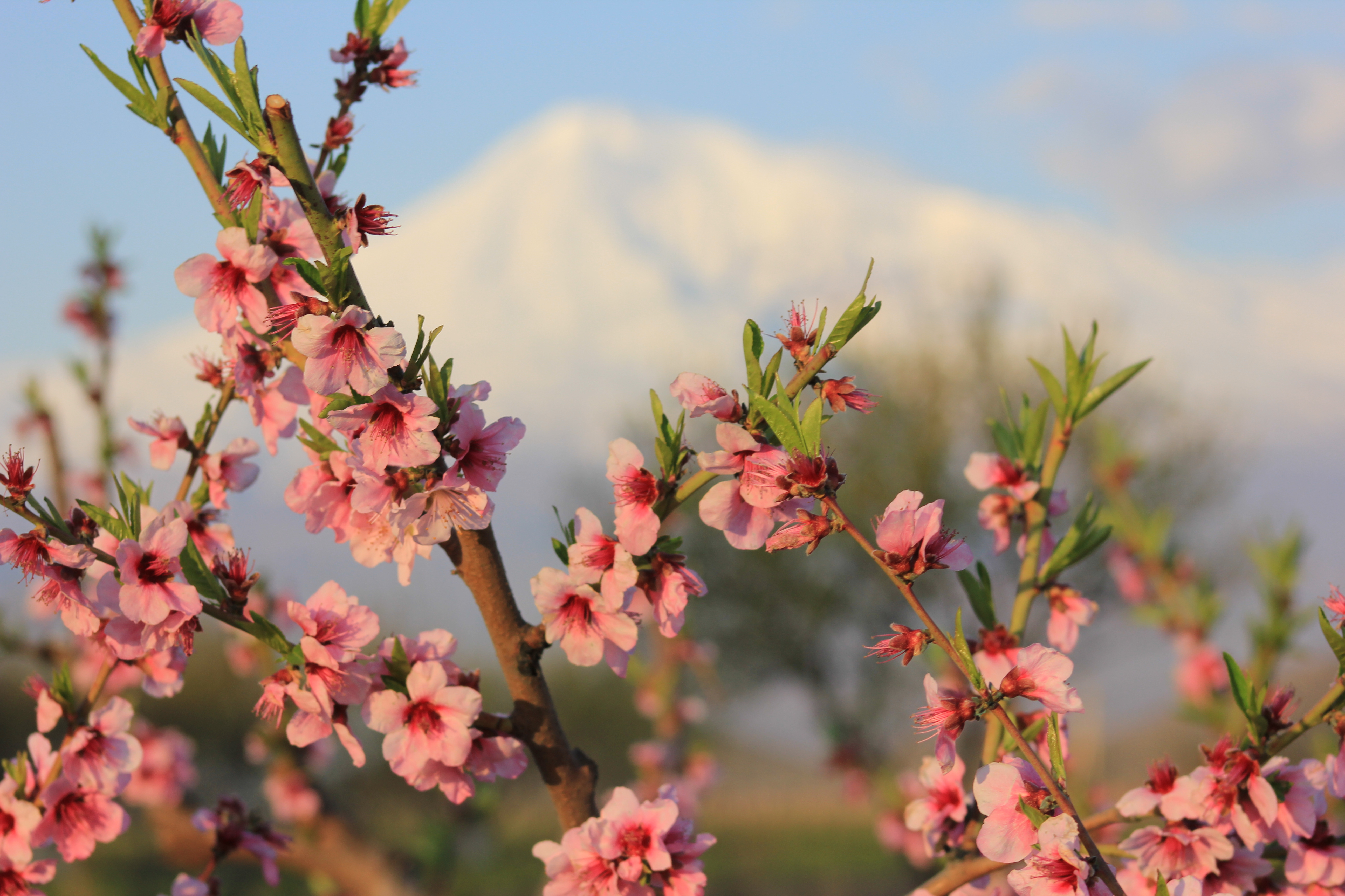 Цвети, моя Армения...