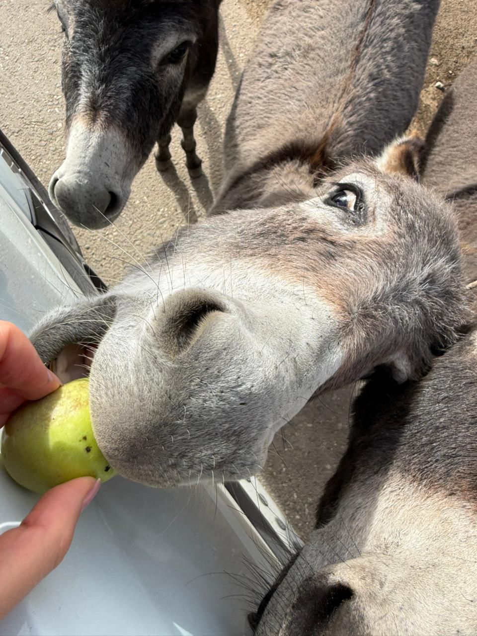 От барханов до вершин за 4 дня. Все включено! (51/78)