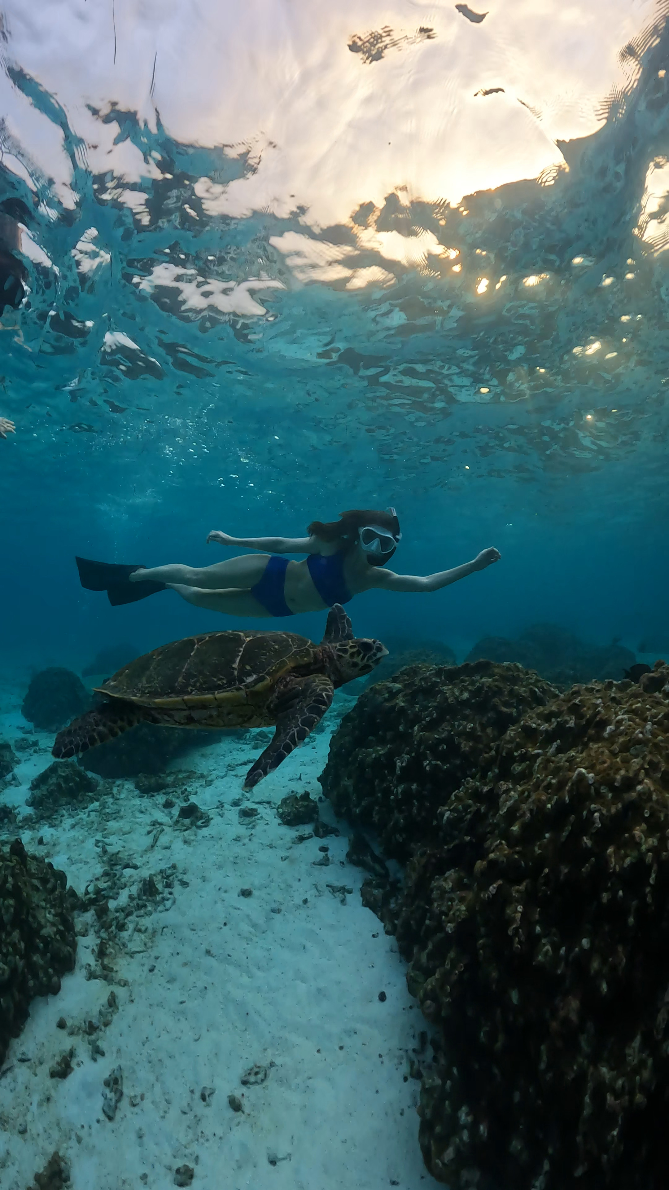 Домашний риф