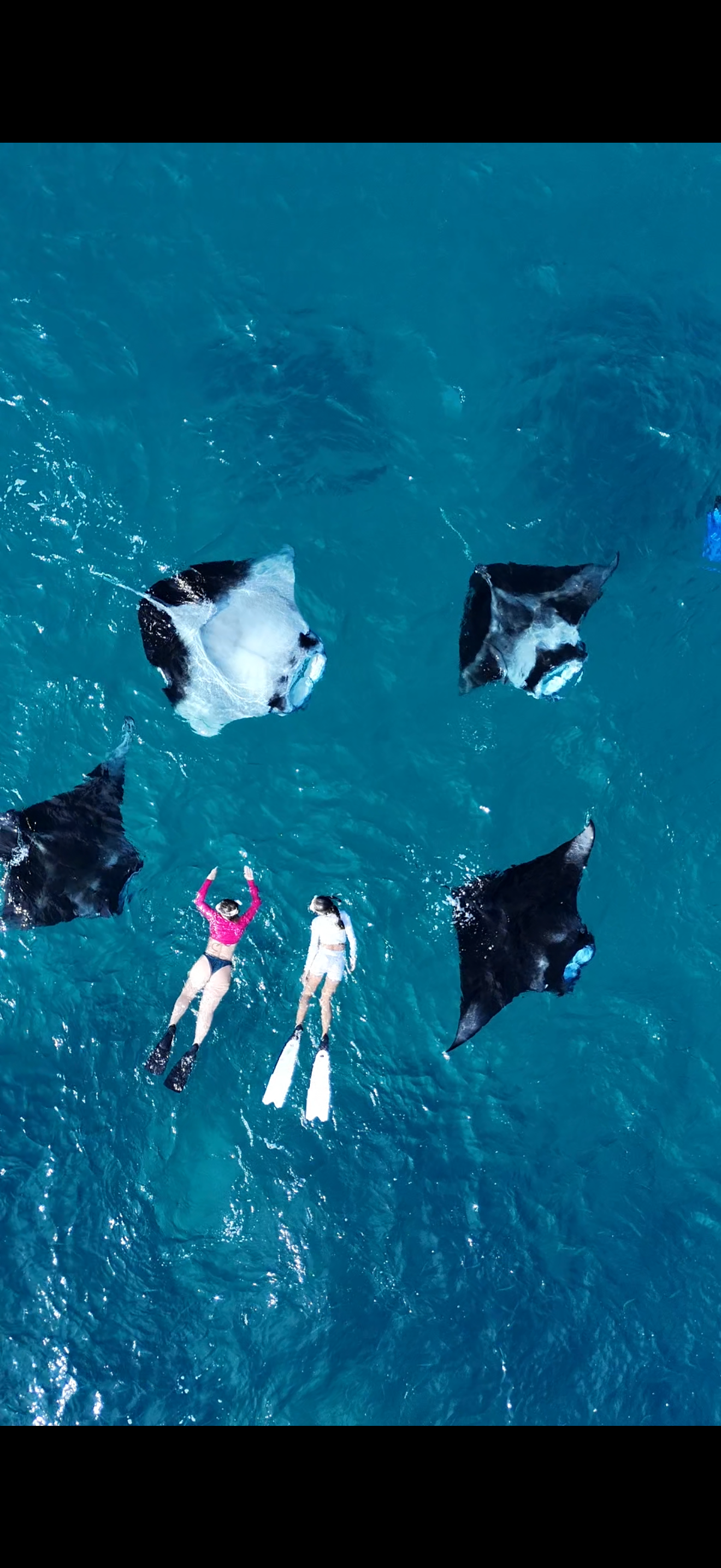 Плавание с мантами и акулами