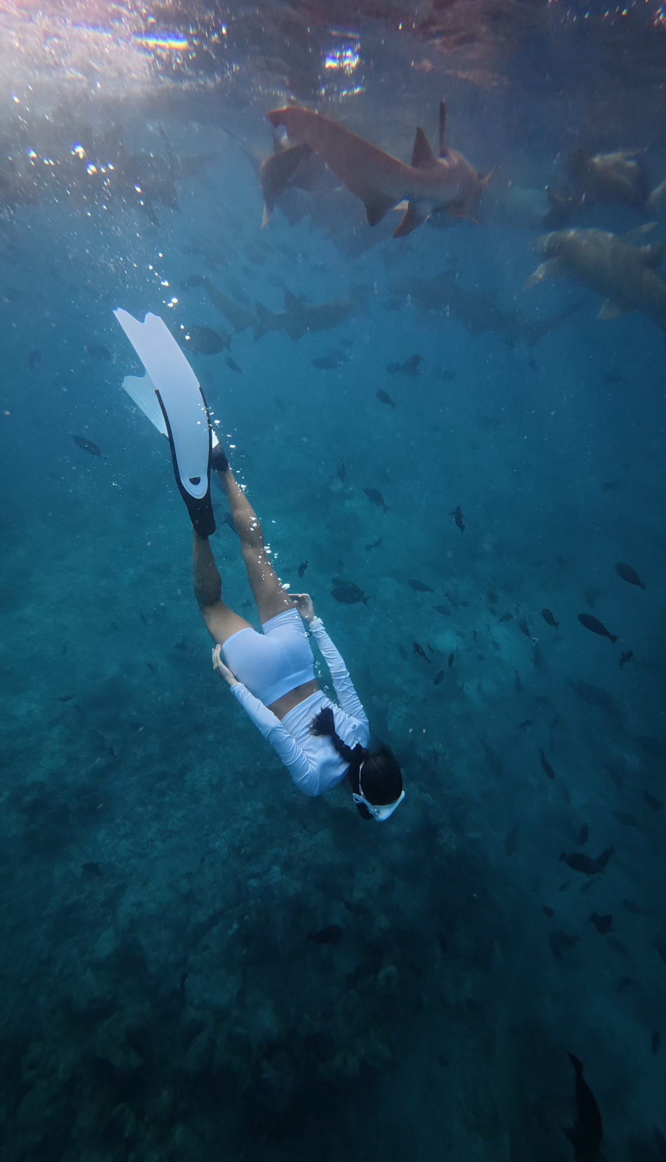 Плавание с мантами и акулами