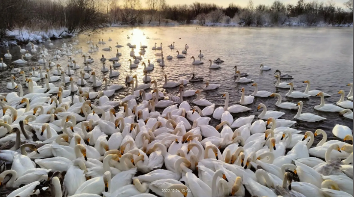 Лебединый заказник, Белокуриха, Белокуриха 2
