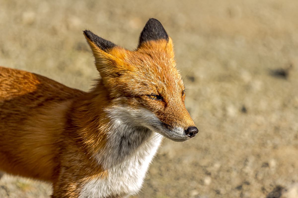 Кунашир и Хабомаи. Путешествие на другую планету (31/142)