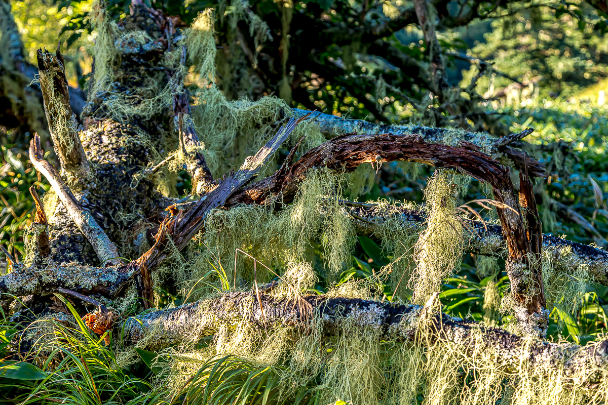 Итуруп и Кунашир. Путешествие на другую планету. (50/193)
