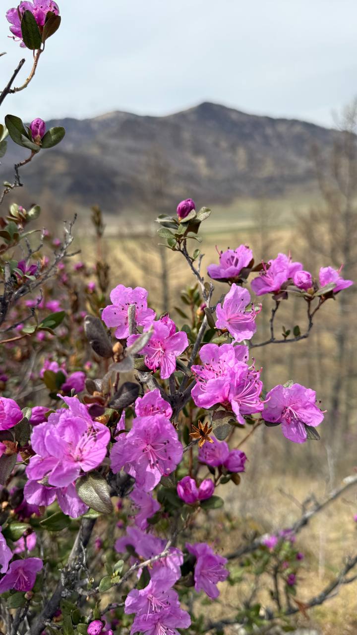 Весенний Алтай: Этно-Фото тур, Лучшие места, Все Включено, Комфорт (22/67)