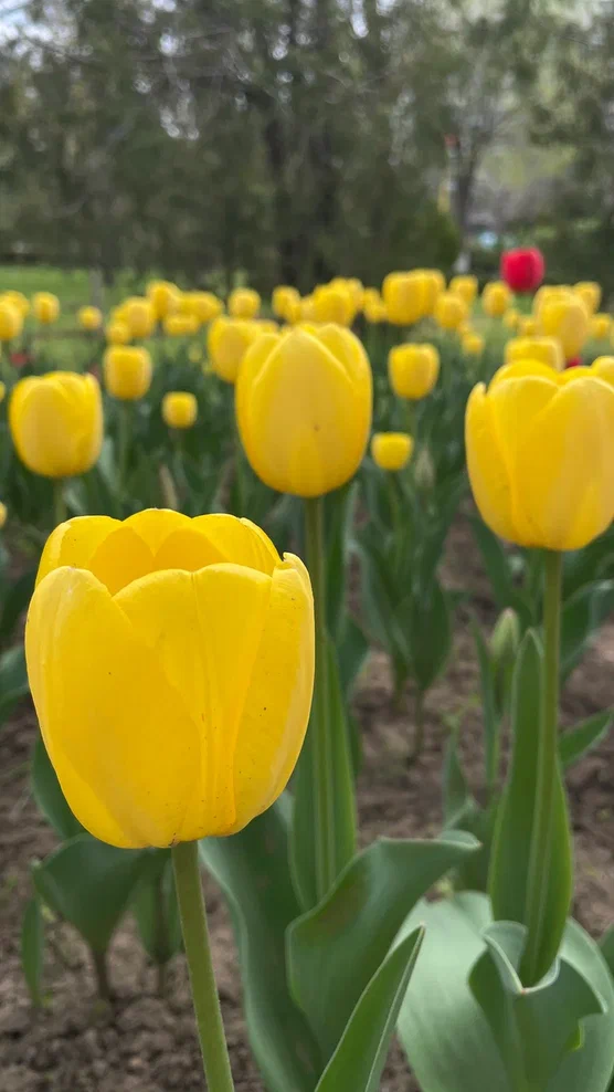 Калмыкия Фестиваль тюльпанов (4/9)