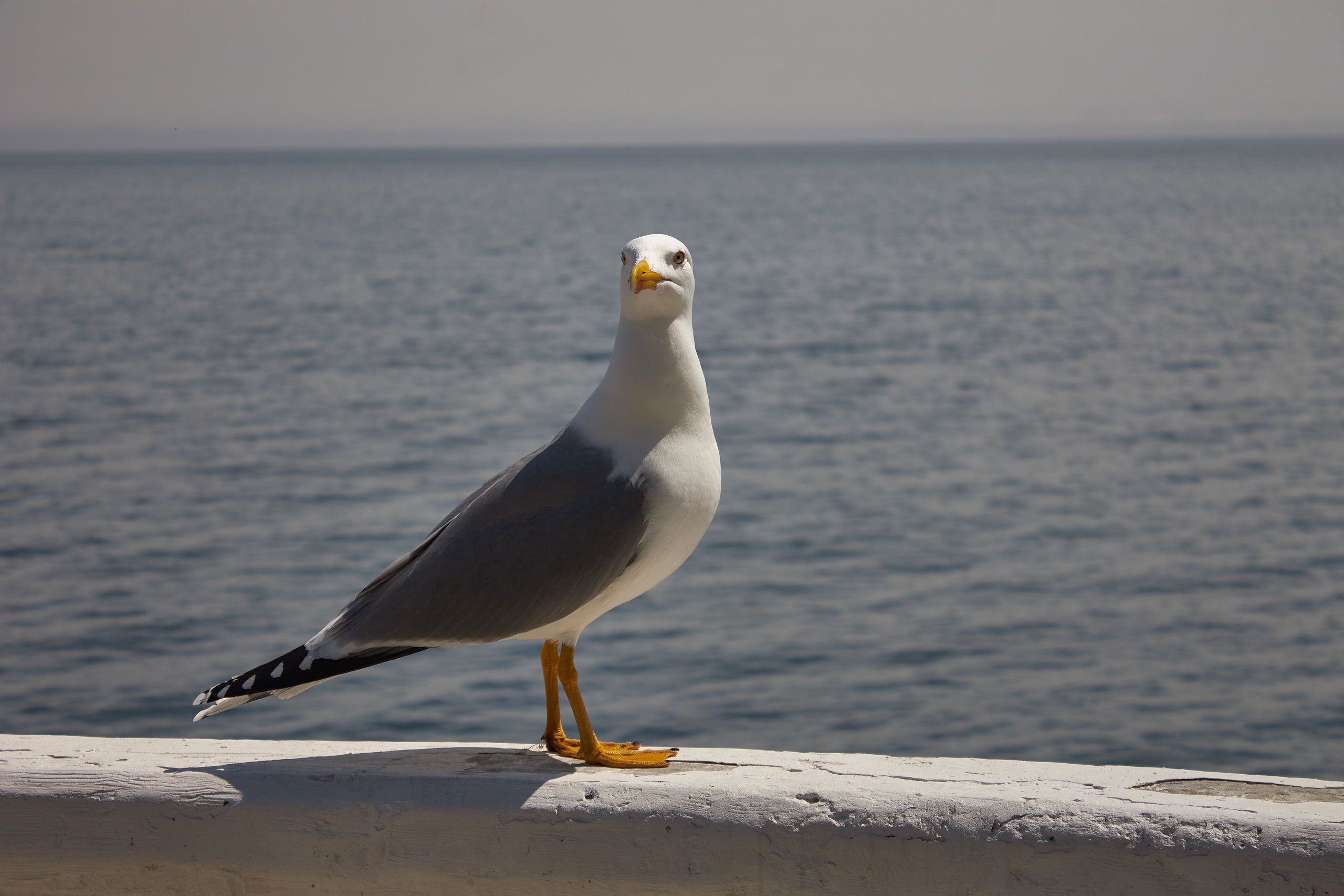 Южный берег Крыма и Wellness день в Мрии (9/13)