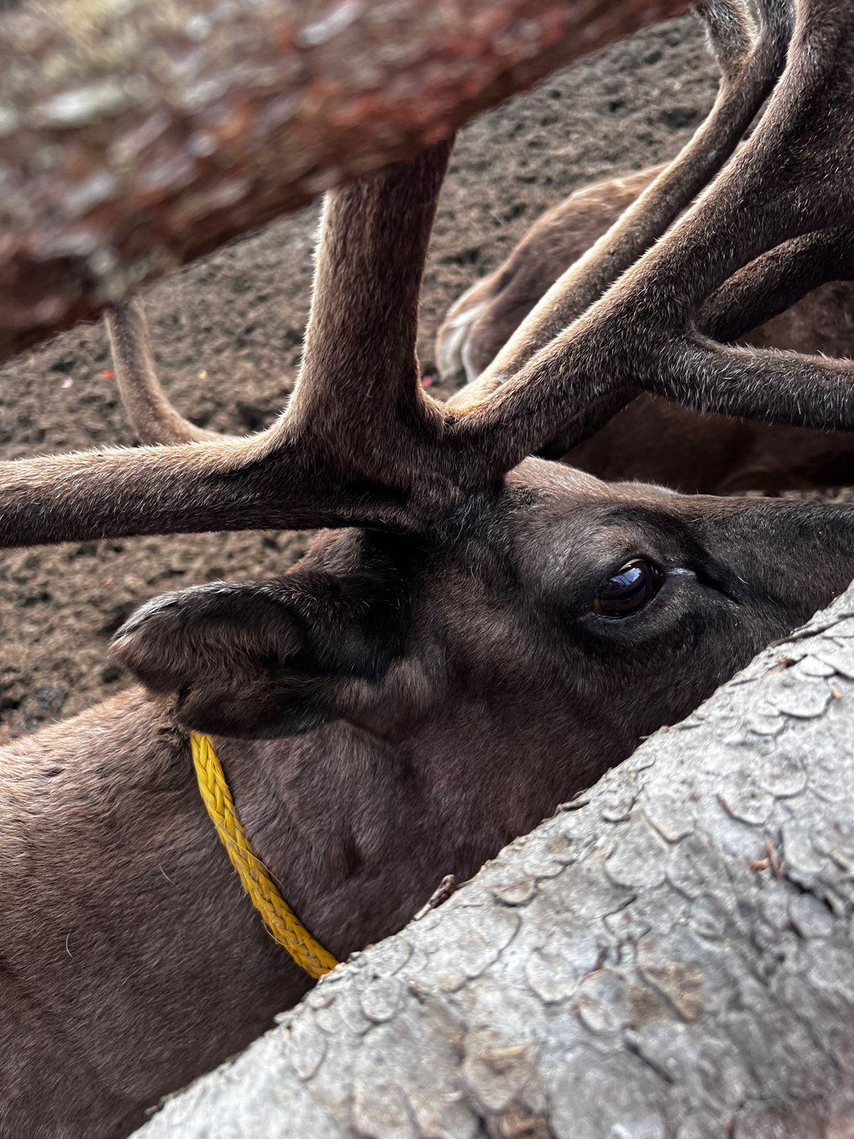 Мартовская симфония в Карелии (короткая программа) (6/18)