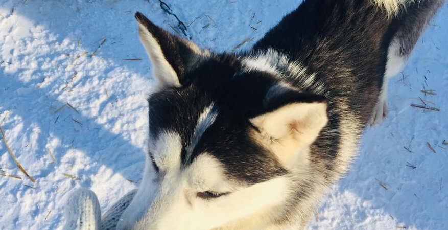 Мартовская симфония в Карелии (короткая программа) (7/18)