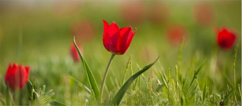 Калмыкия Фестиваль тюльпанов