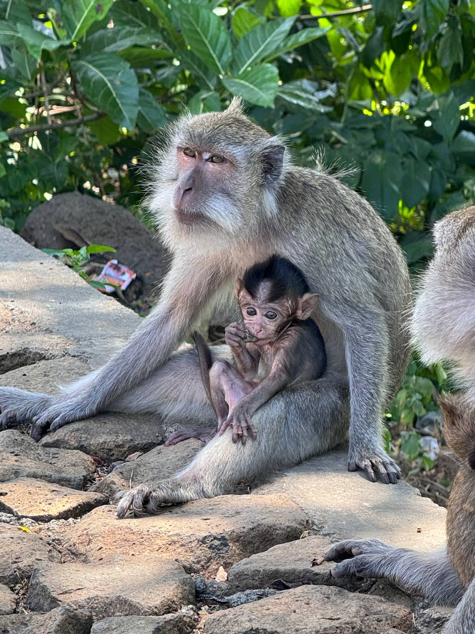 Балийское Блаженство. Волшебное Женское  Путешествие на изумрудном Острове Богов. (91/138)