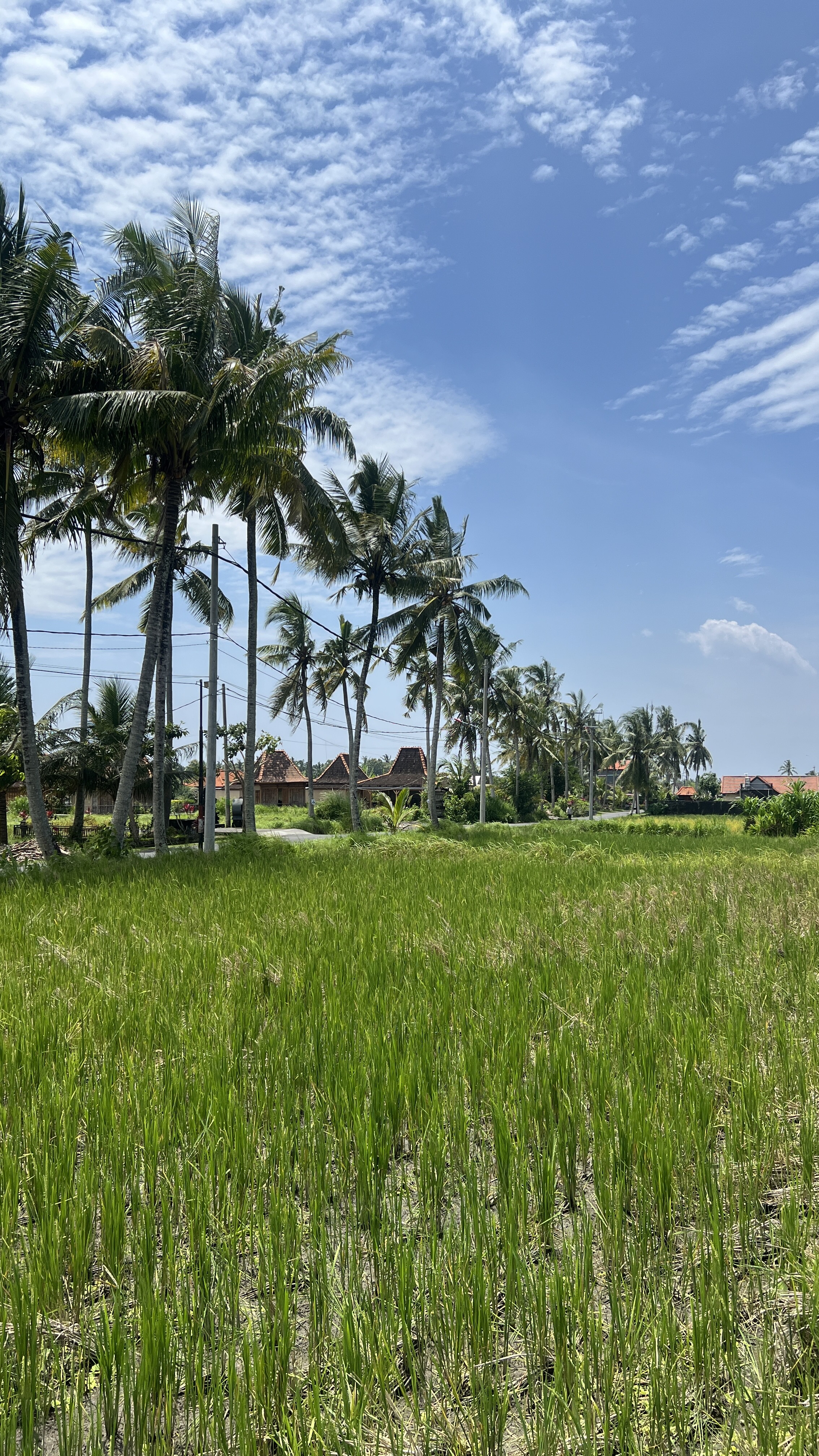 Балийское Блаженство. Волшебное Женское  Путешествие на изумрудном Острове Богов. (108/138)