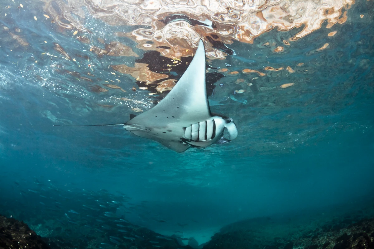 Магическая Нуса Пенида