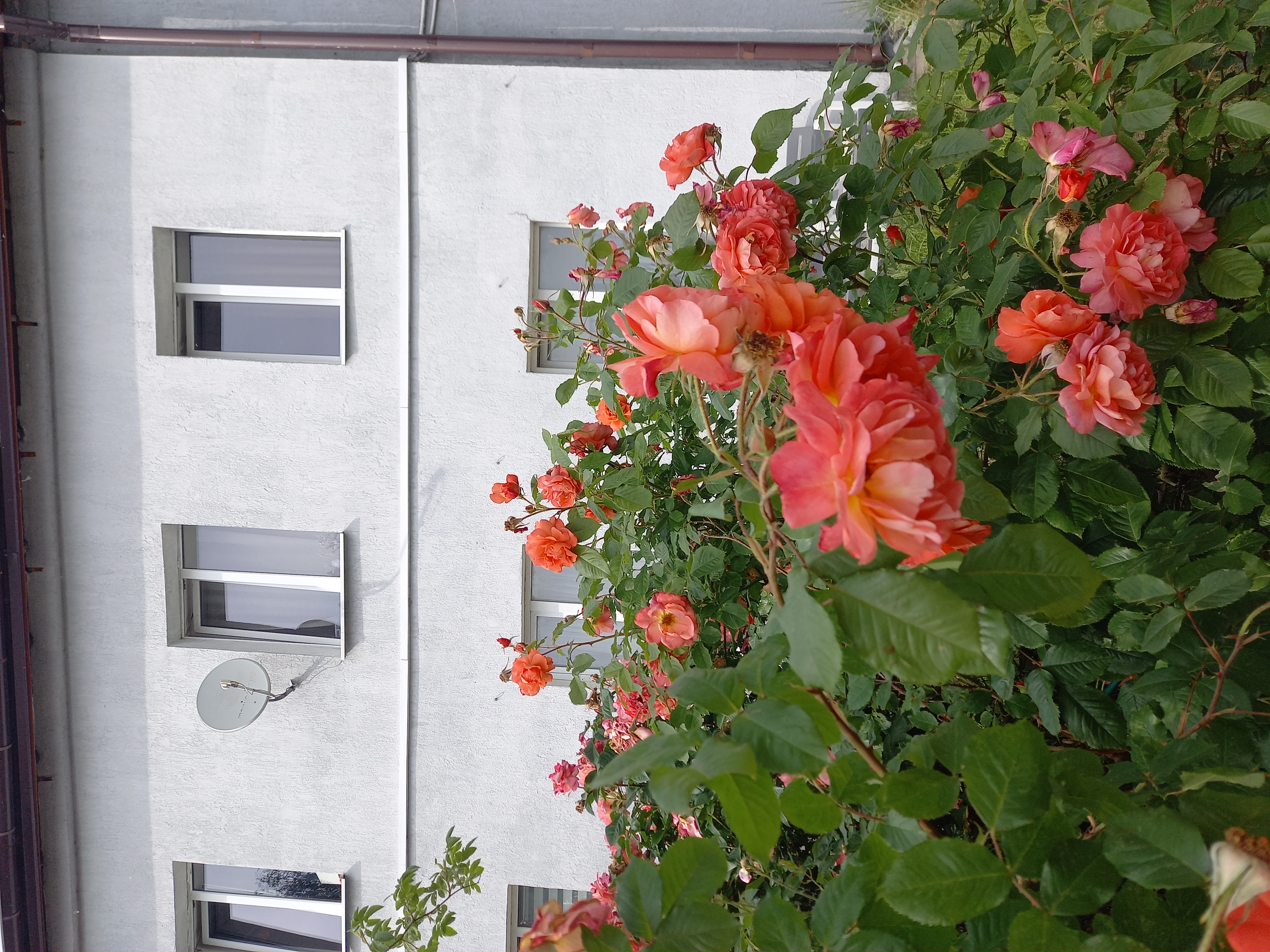 Летние каникулы в Калининграде (35/66)