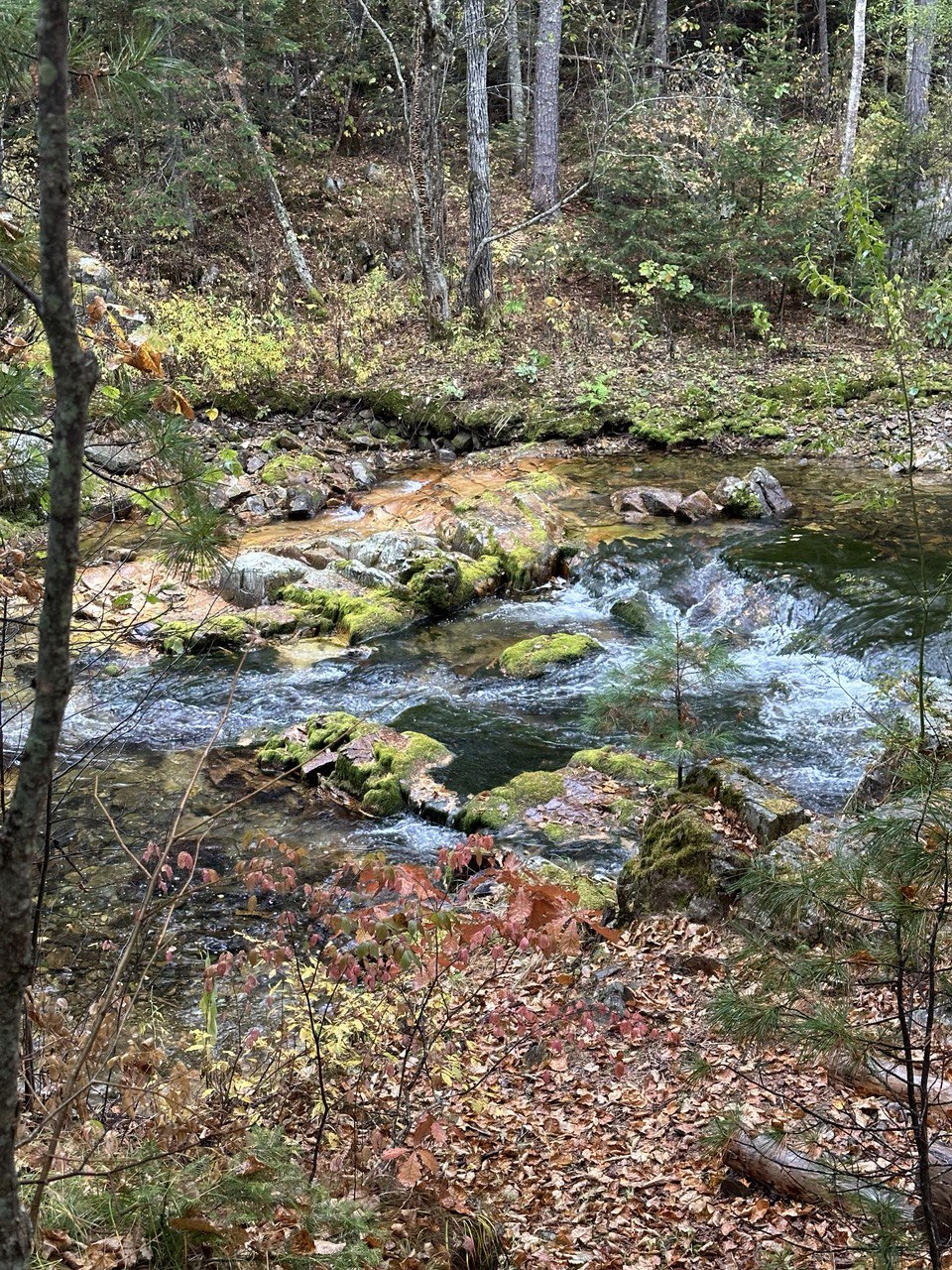 Терней. Сихотэ-Алинский заповедник. Мыс Северный