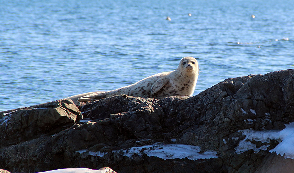 Терней. Сихотэ-Алинский заповедник. Мыс Северный