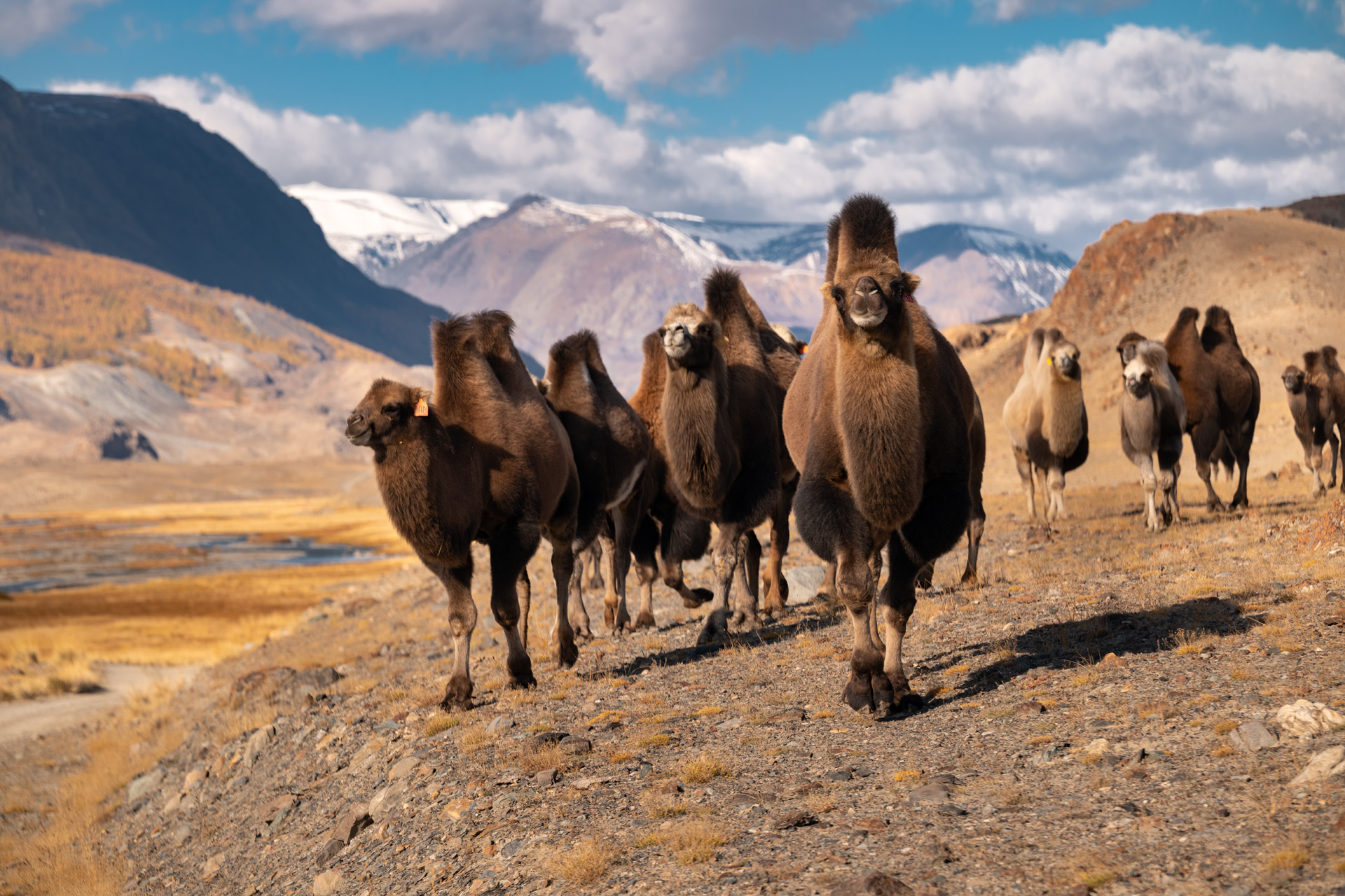 Марс, Бельтир. Джело